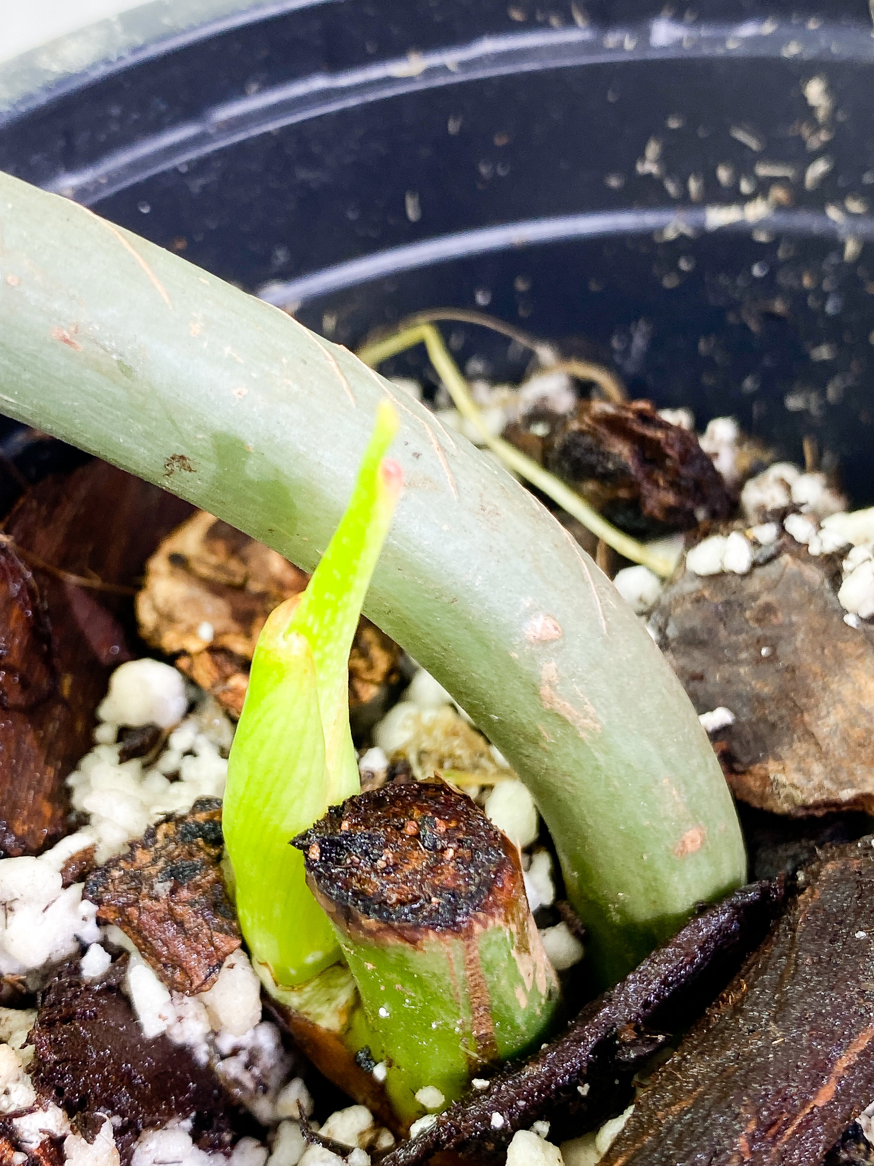 Philodendron Glorious node with 1 sprout rooted