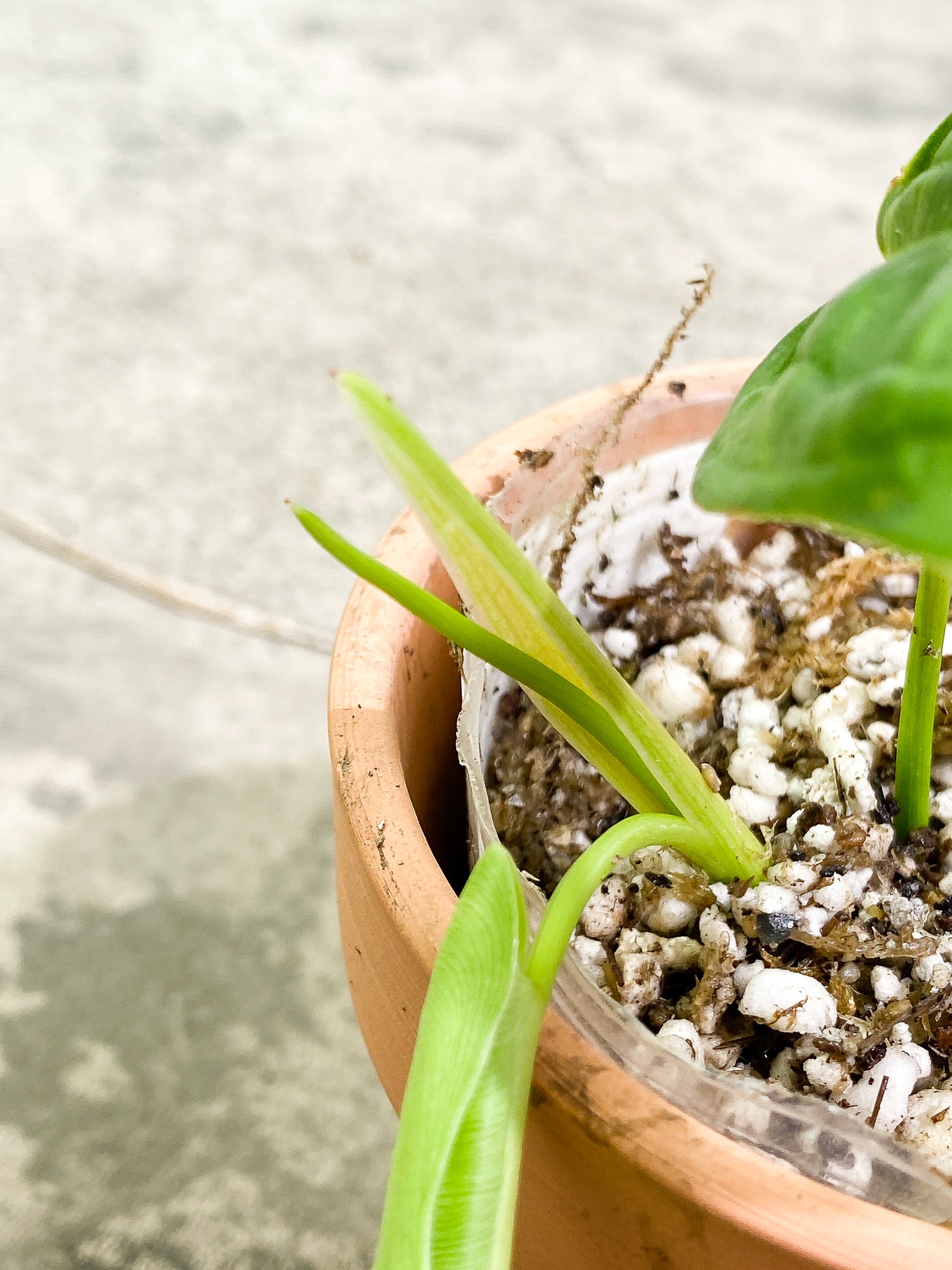 Philodendron Felix 1 leaf 1 unfurling leaf 1 sprout slightly rooted