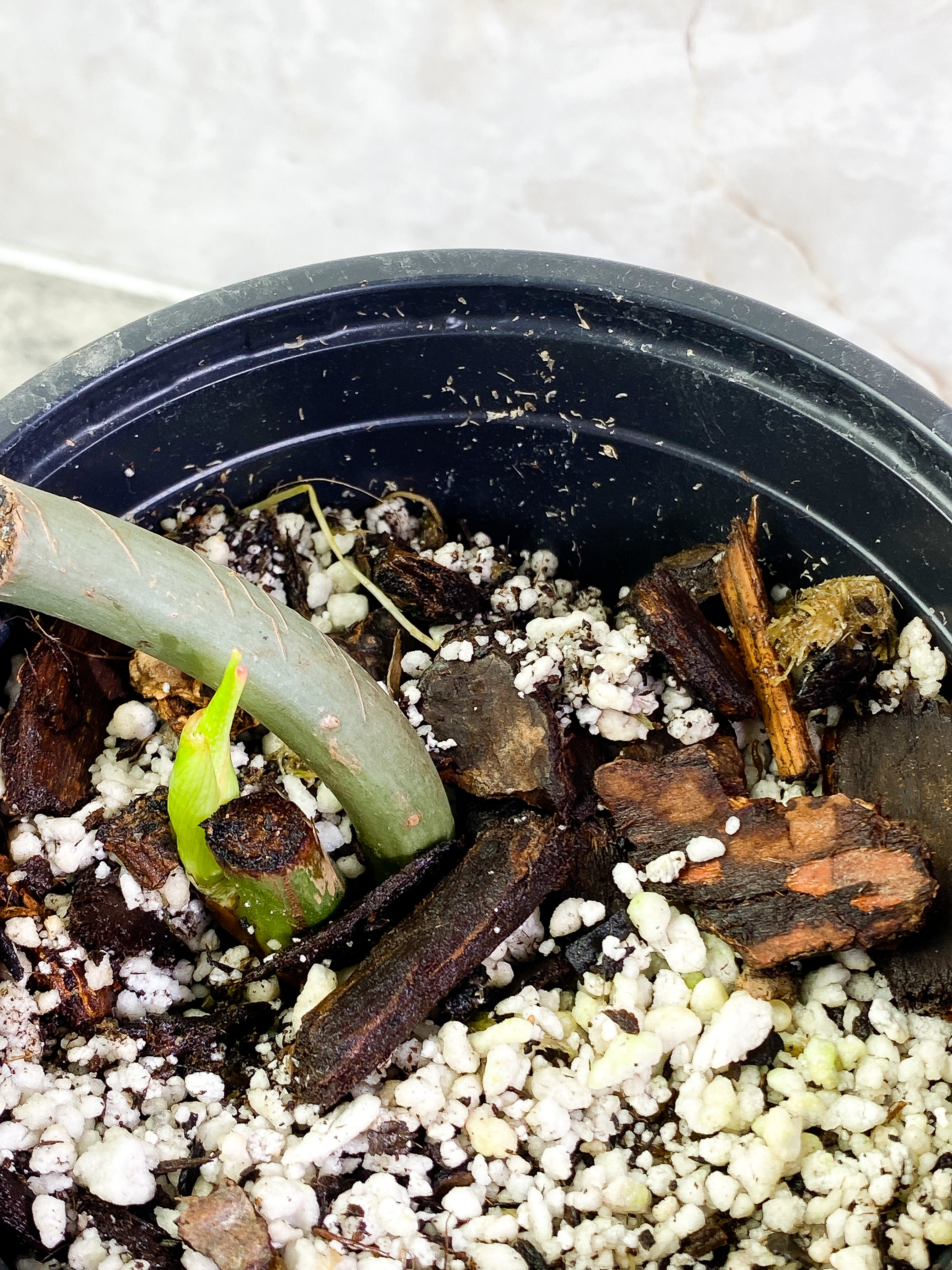 Philodendron Glorious node with 1 sprout rooted