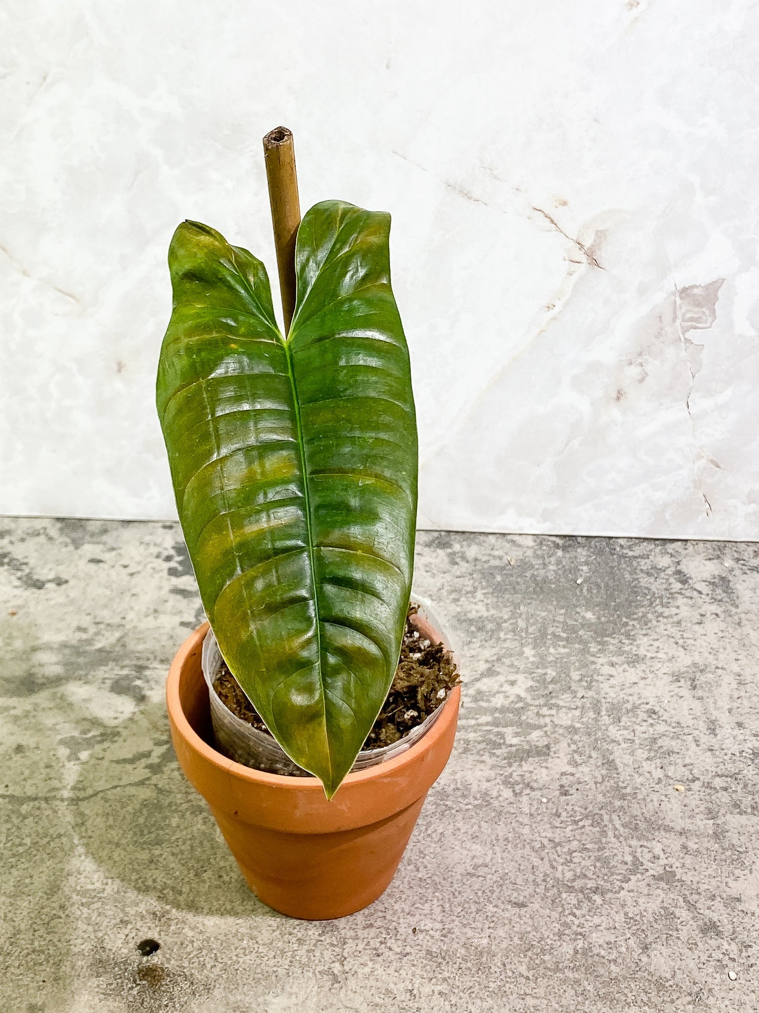 Philodendron Felix 1 leaf 1 unfurling leaf 1 sprout slightly rooted
