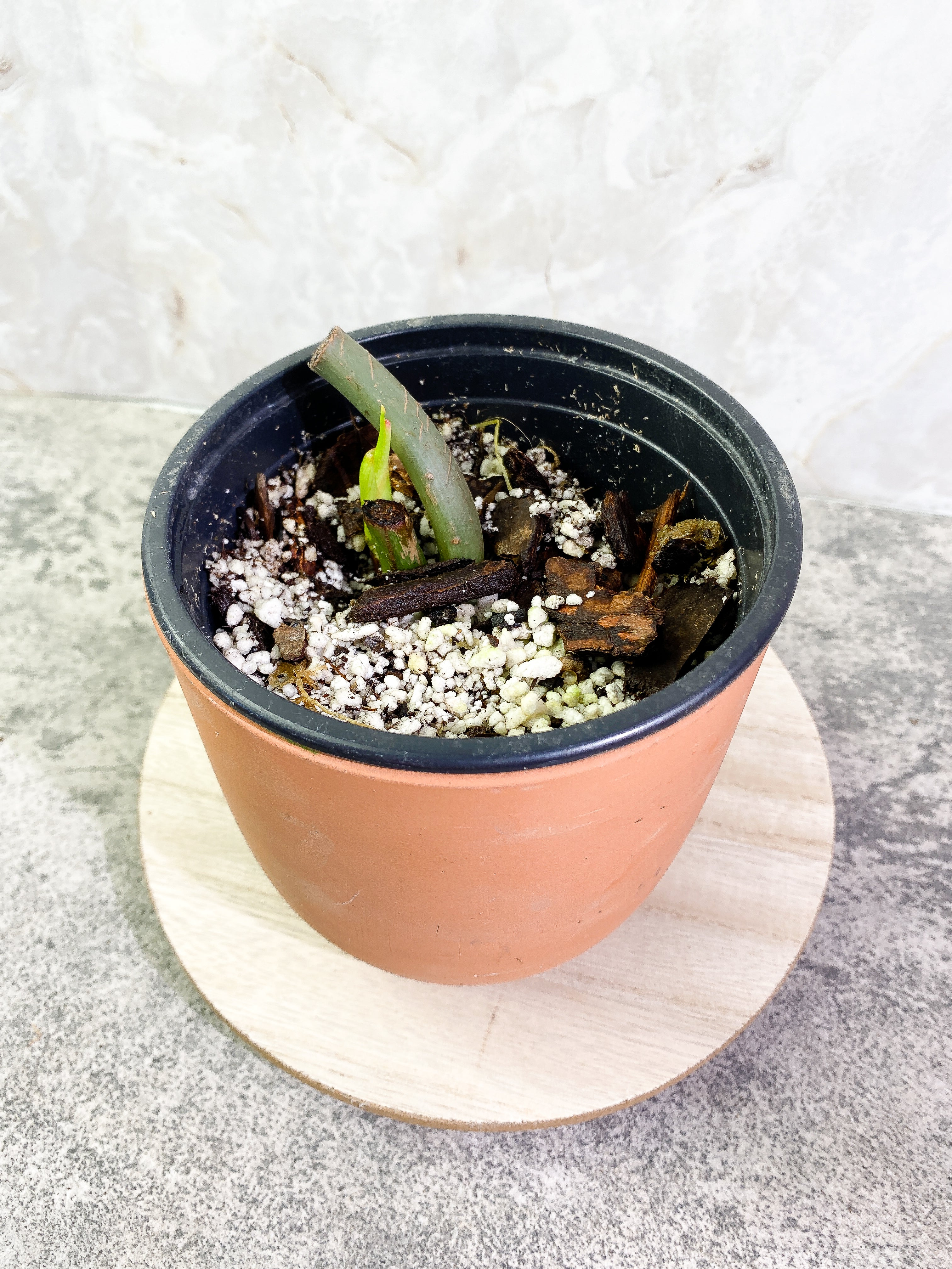 Philodendron Glorious node with 1 sprout rooted