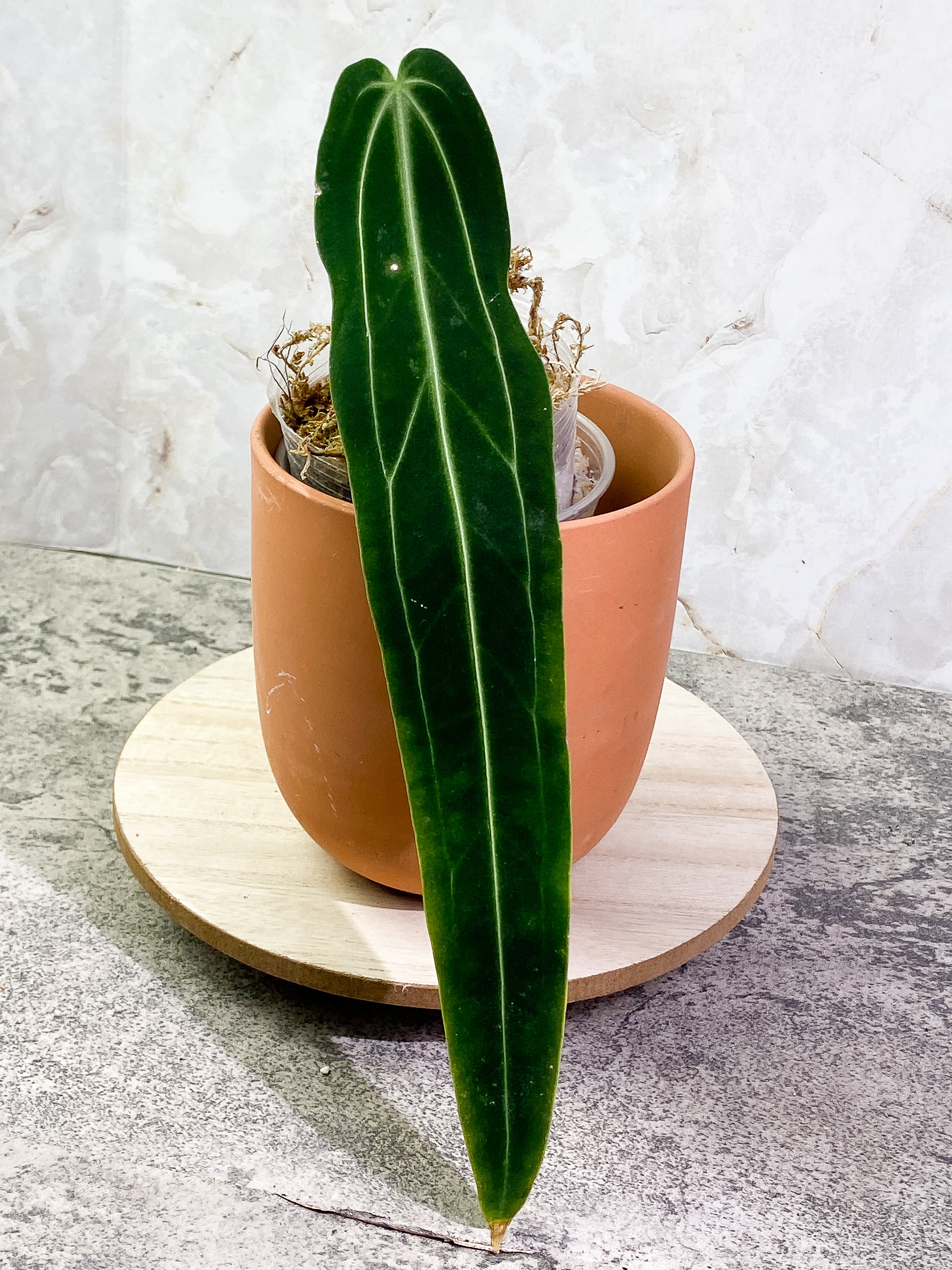 Anthurium warocqueanum narrow dark with 1 leaf rooted