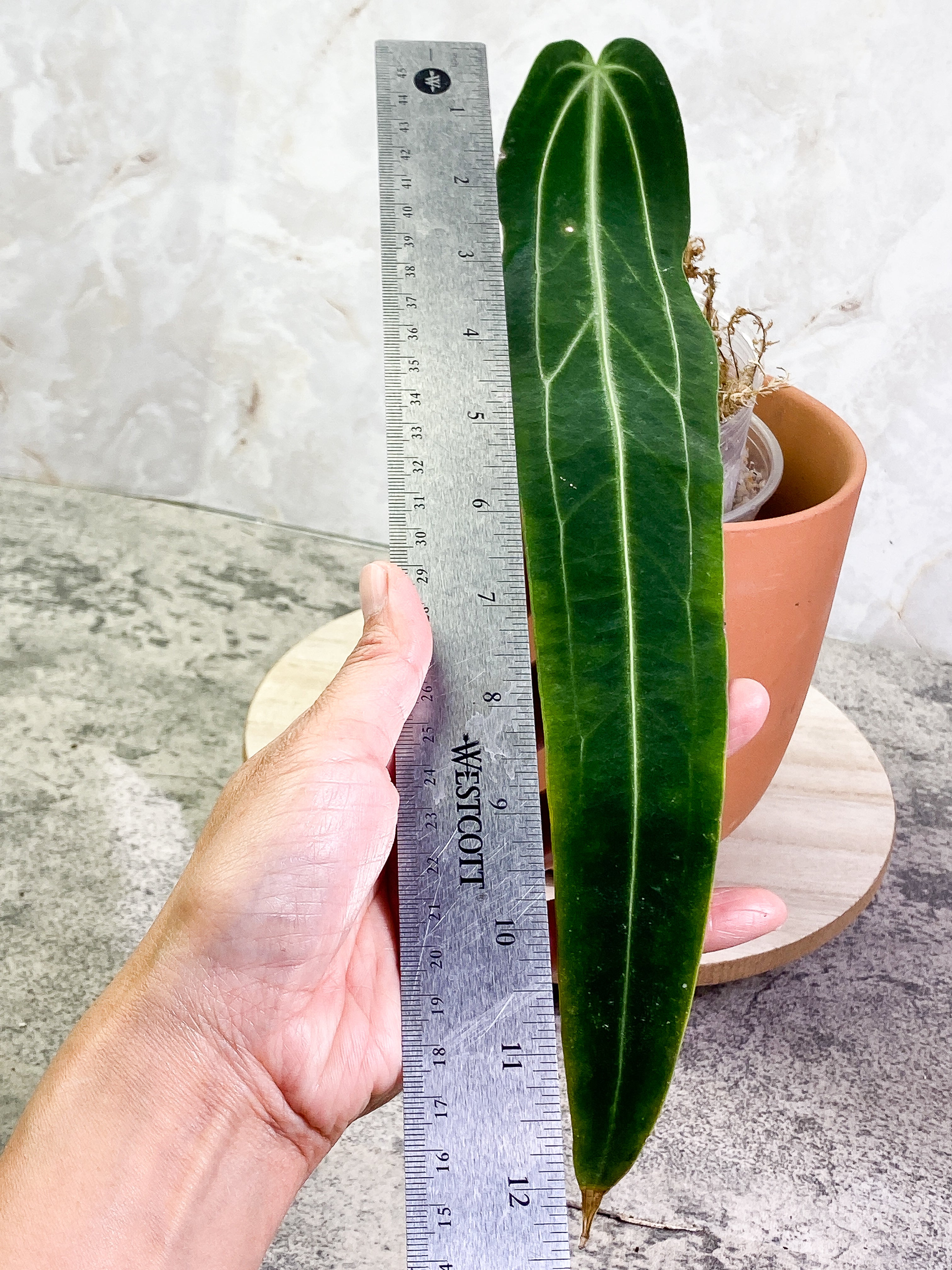 Anthurium warocqueanum narrow dark with 1 leaf rooted