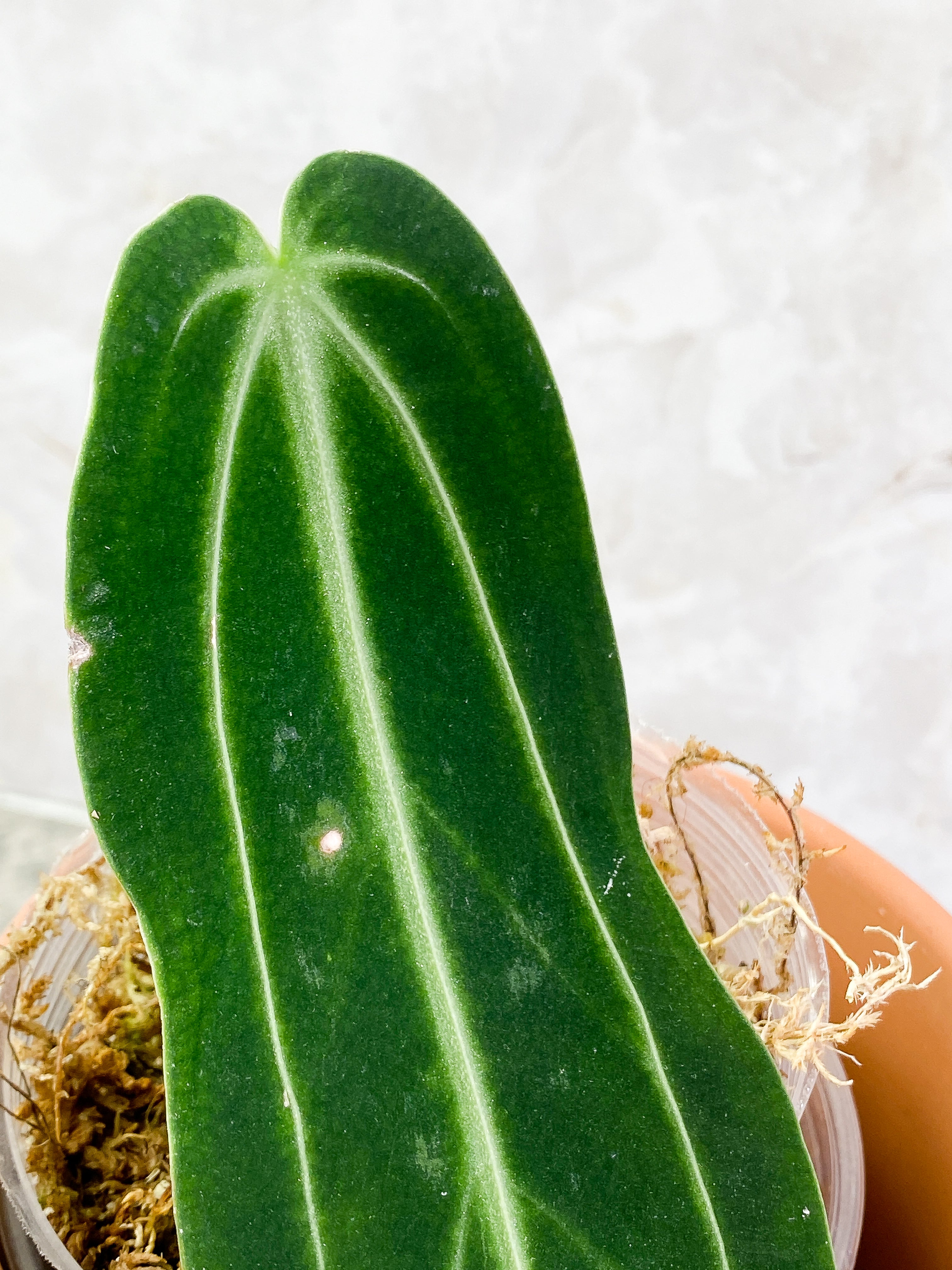 Anthurium warocqueanum narrow dark with 1 leaf rooted