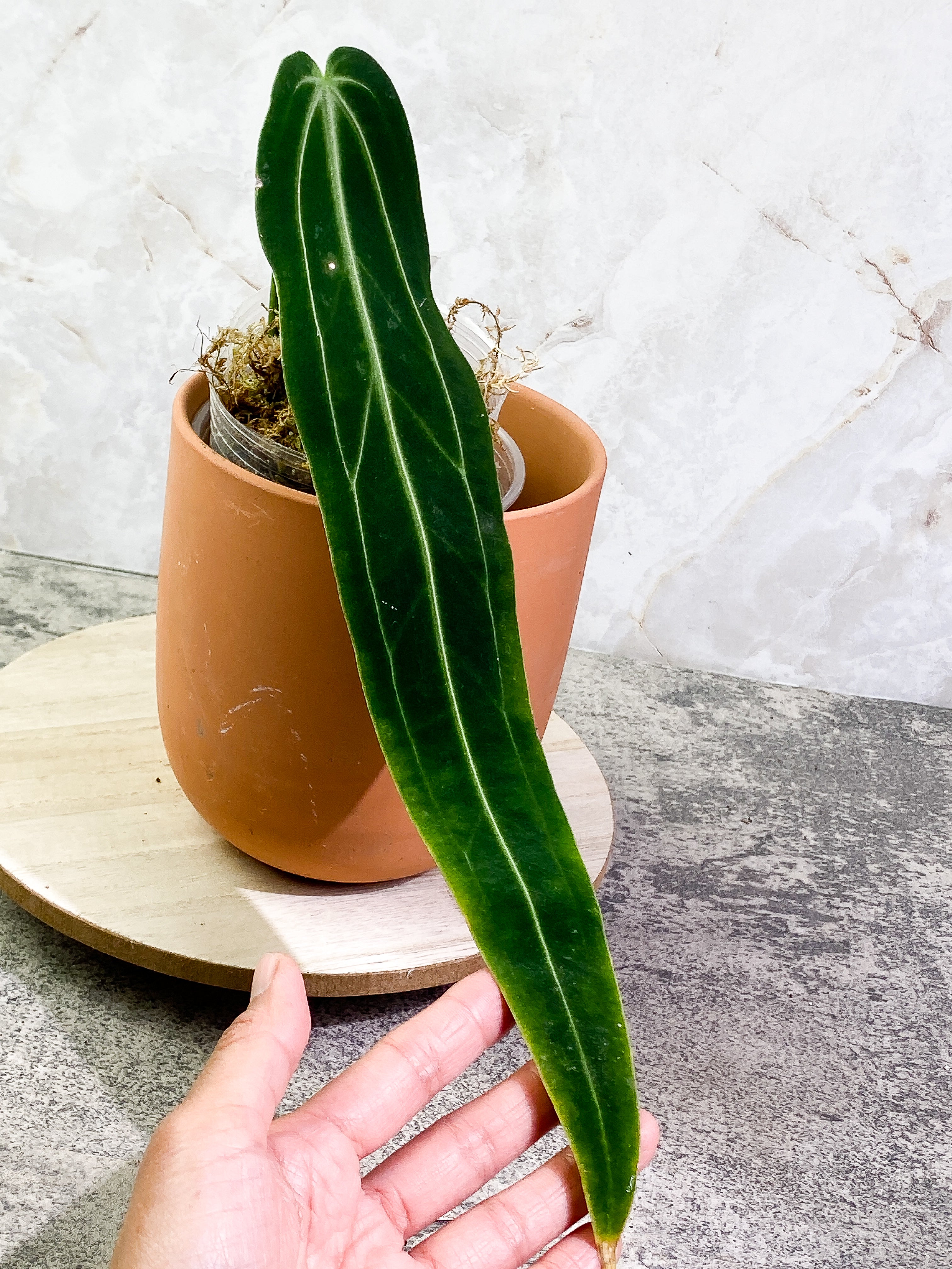 Anthurium warocqueanum narrow dark with 1 leaf rooted