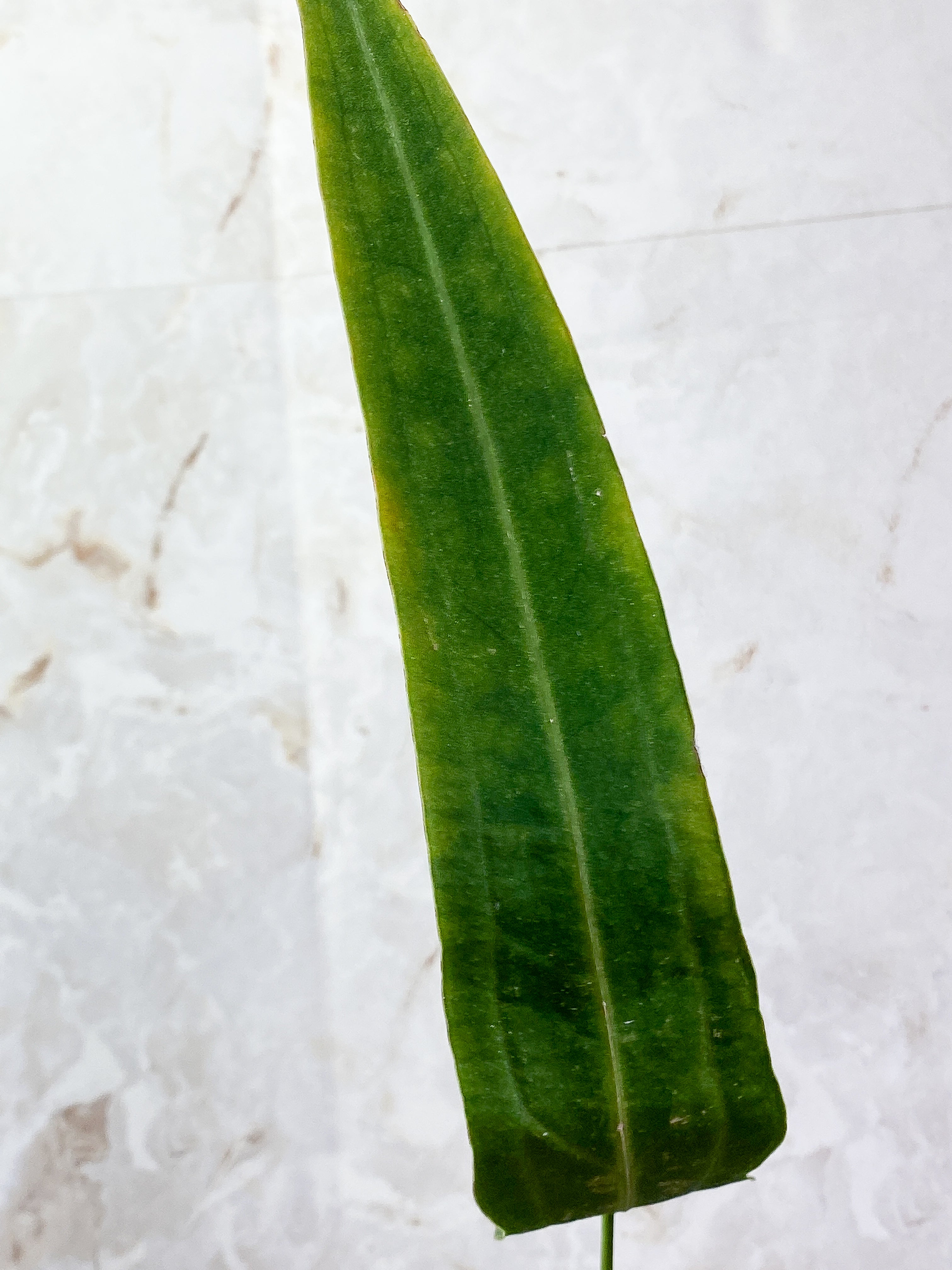 Anthurium warocqueanum narrow dark with 1 leaf rooted