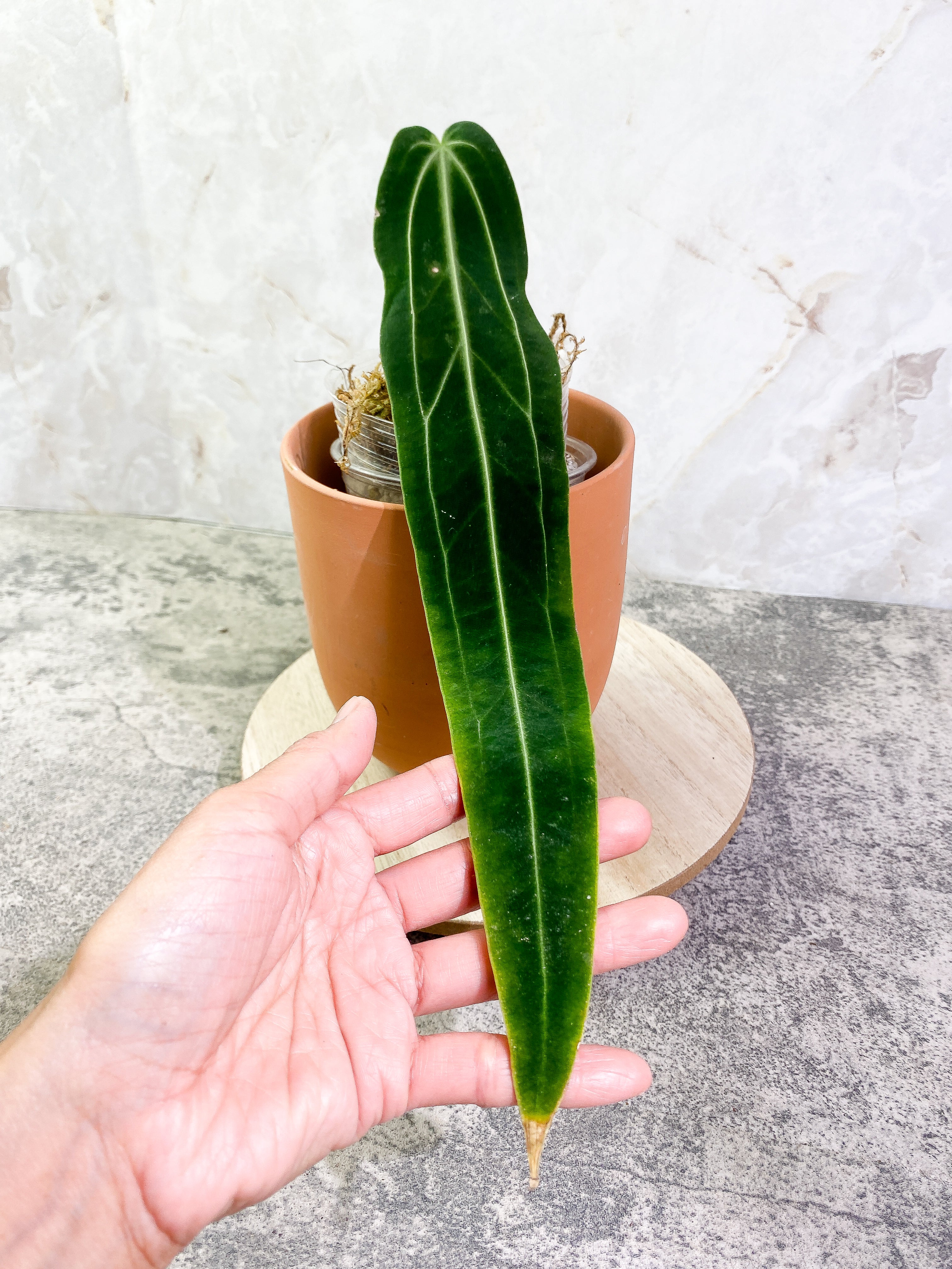 Anthurium warocqueanum narrow dark with 1 leaf rooted