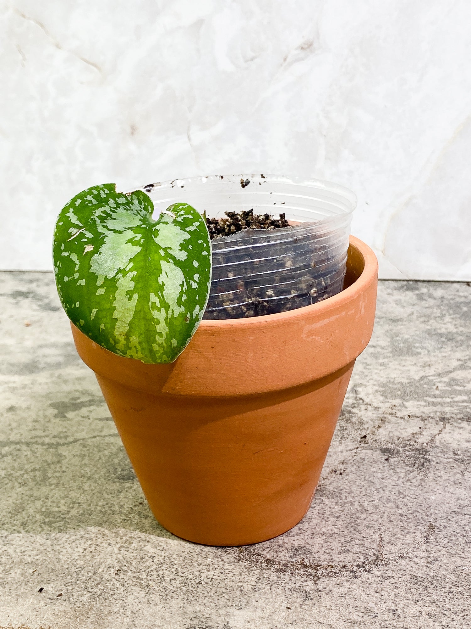 Scindapsus Silver Princess 1 leaf 1 growth point fully rooted