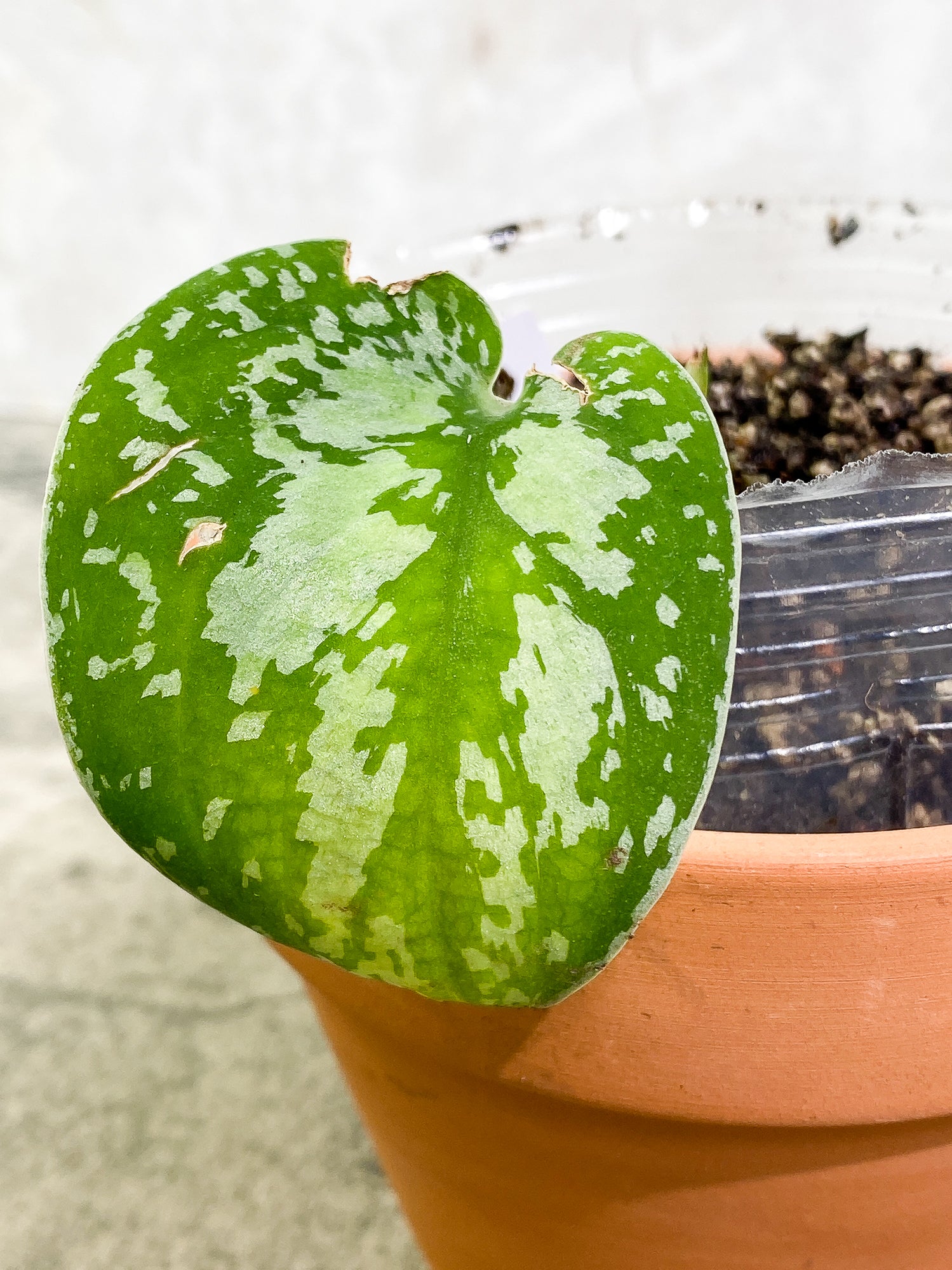 Scindapsus Silver Princess 1 leaf 1 growth point fully rooted