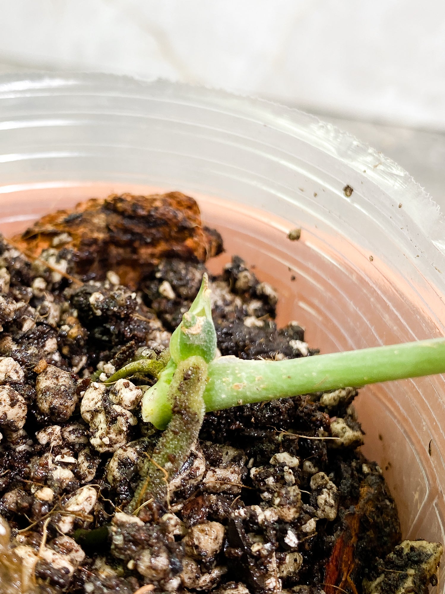 Scindapsus Silver Princess 1 leaf 1 growth point fully rooted