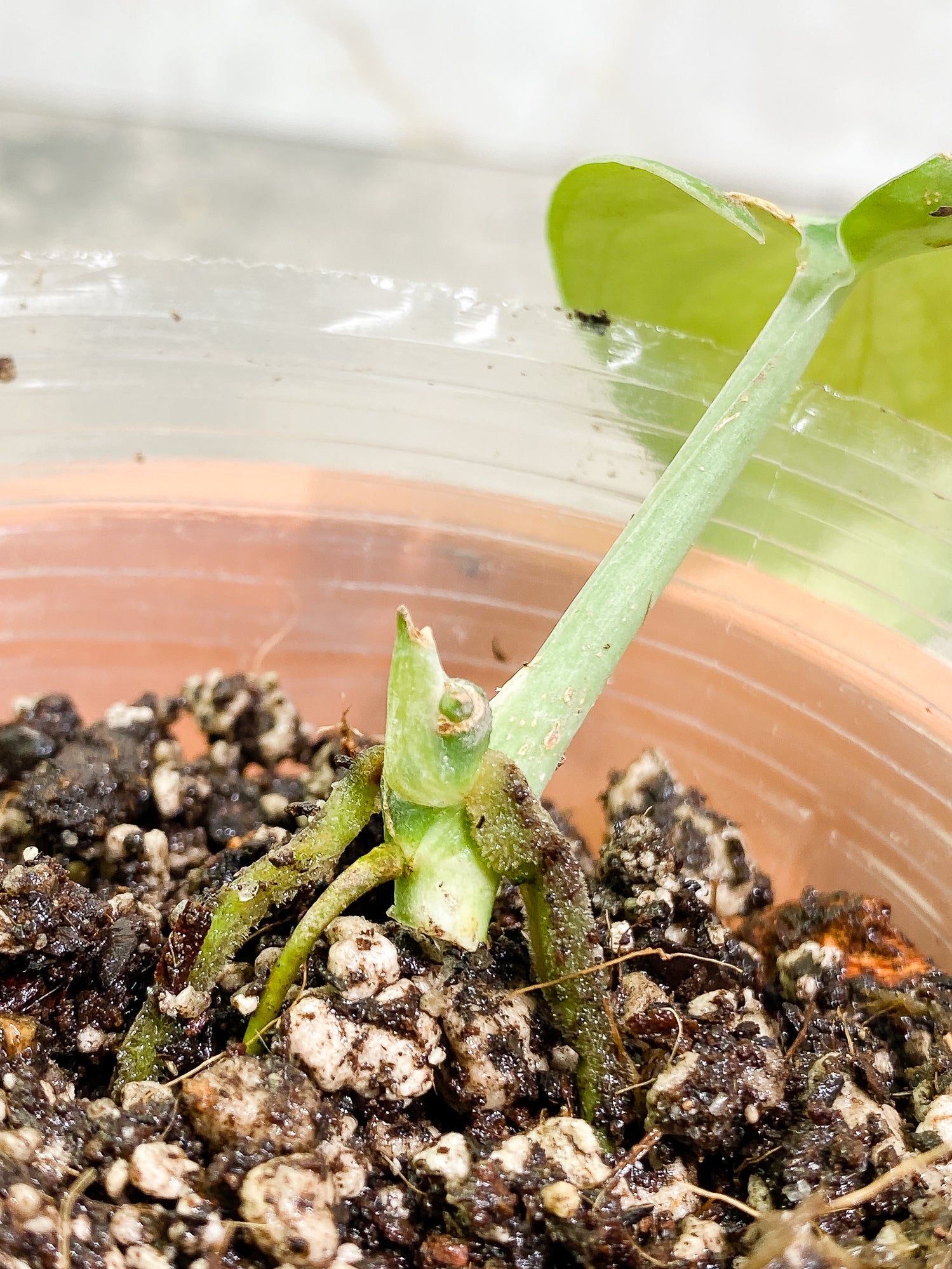 Scindapsus Silver Princess 1 leaf 1 growth point fully rooted