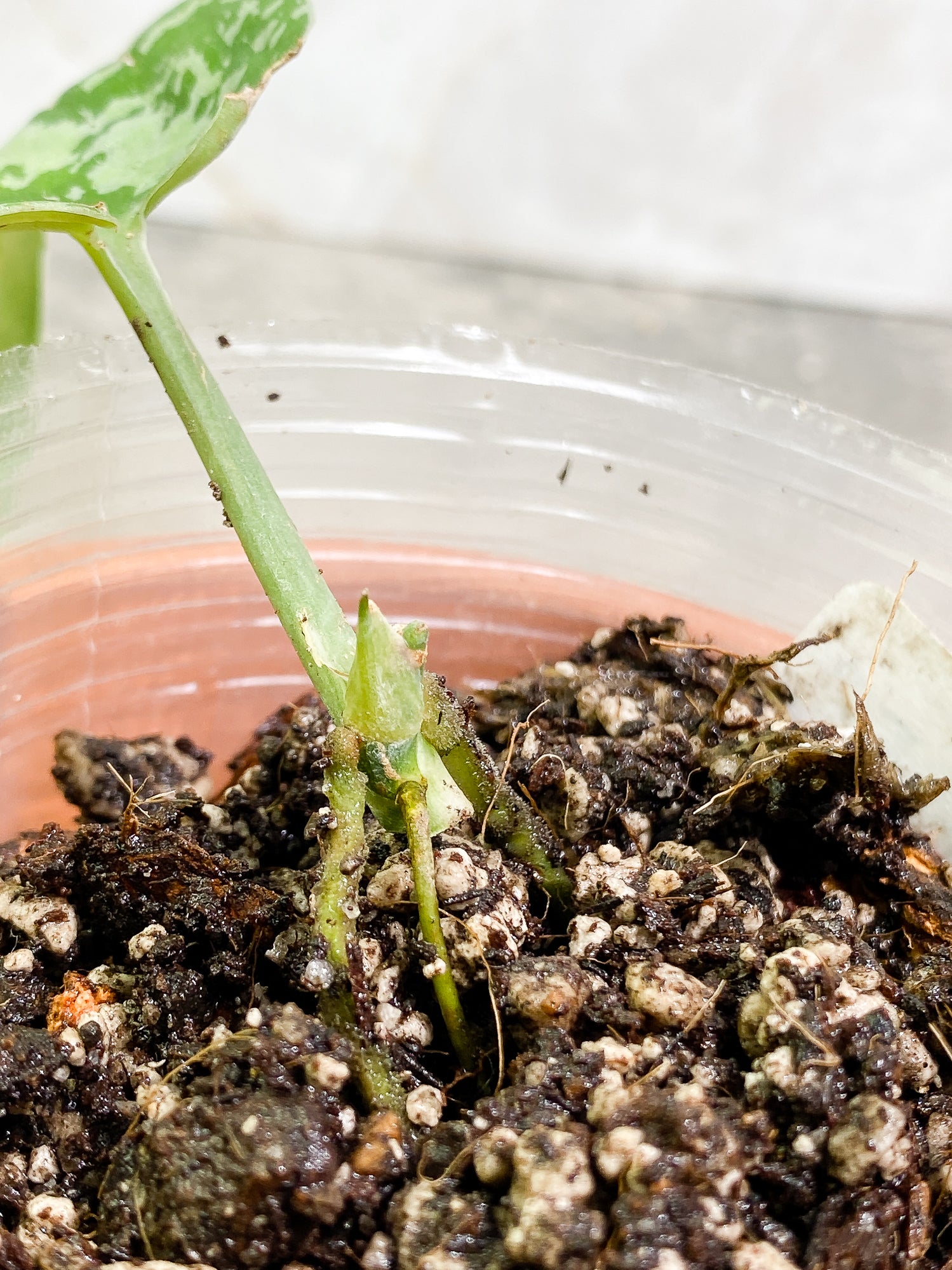 Scindapsus Silver Princess 1 leaf 1 growth point fully rooted