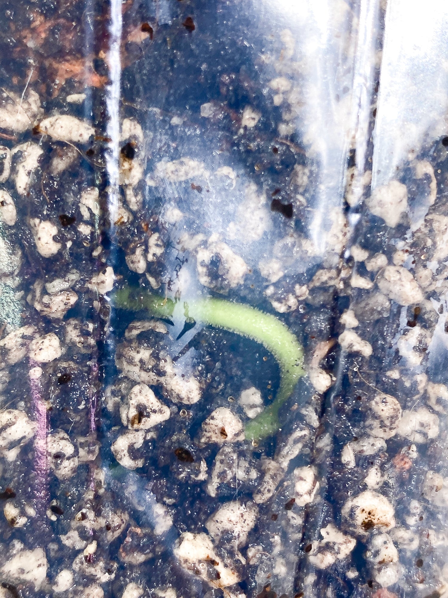 Scindapsus Silver Princess 1 leaf 1 growth point fully rooted