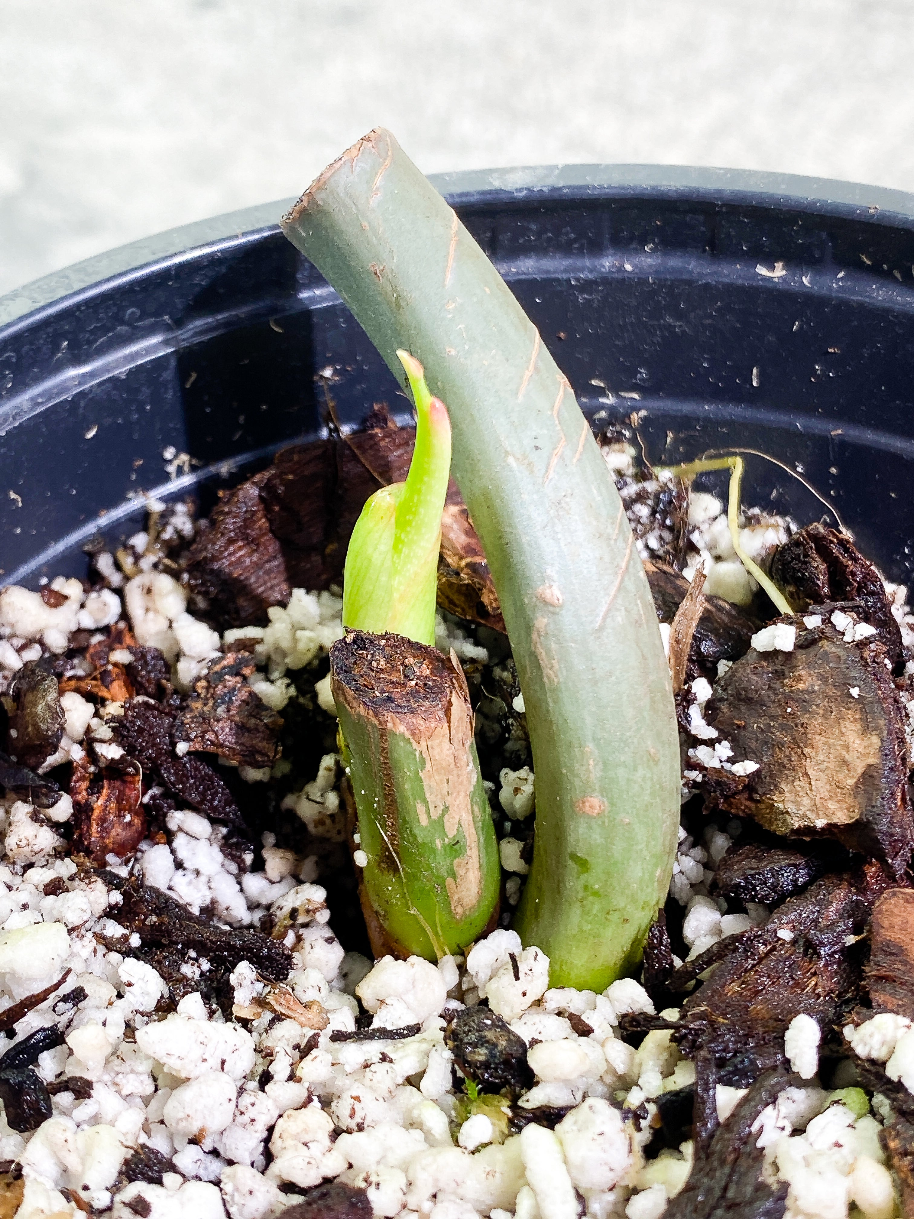 Philodendron Glorious node with 1 sprout rooted