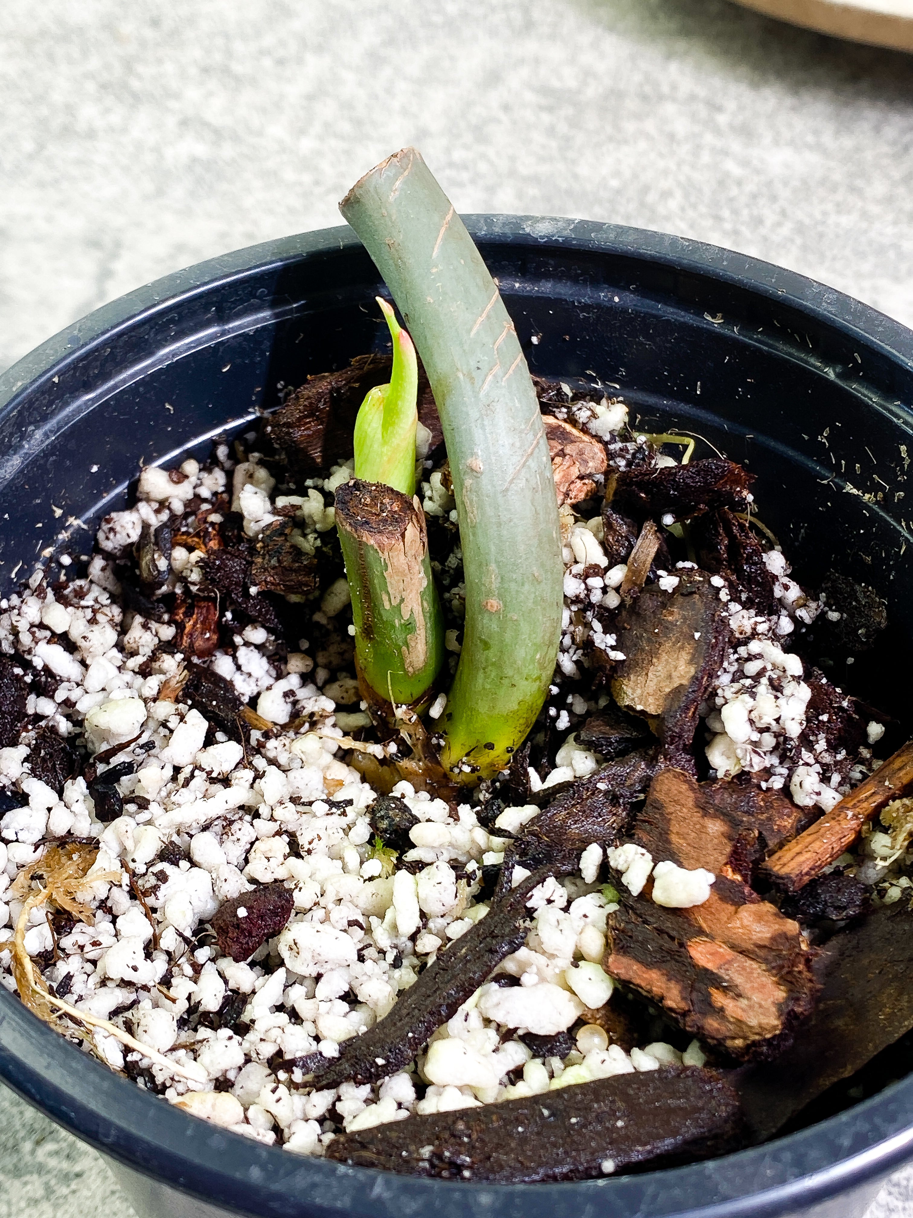 Philodendron Glorious node with 1 sprout rooted