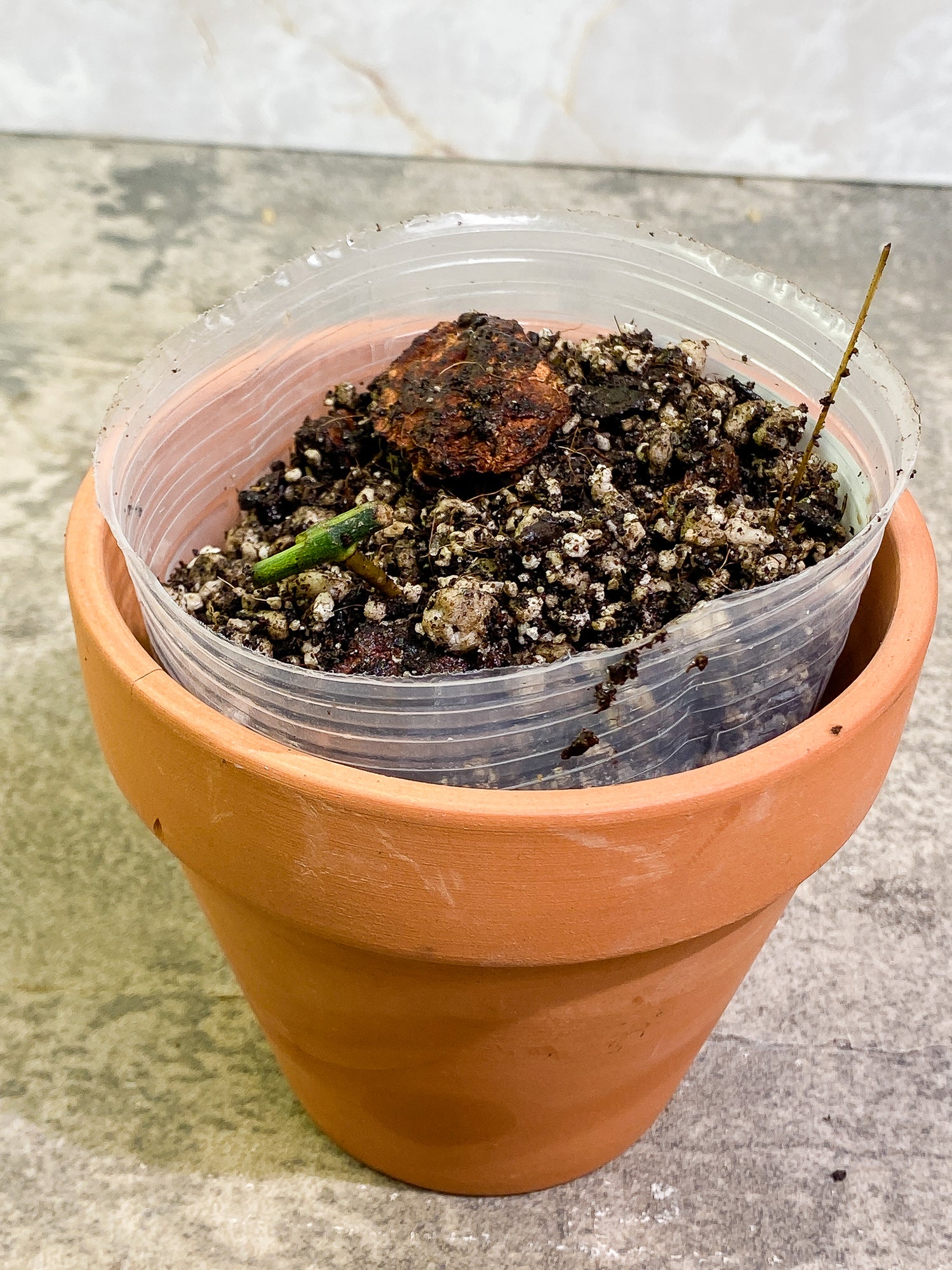 Epipremnum Amplissimum Variegated node fully rooted