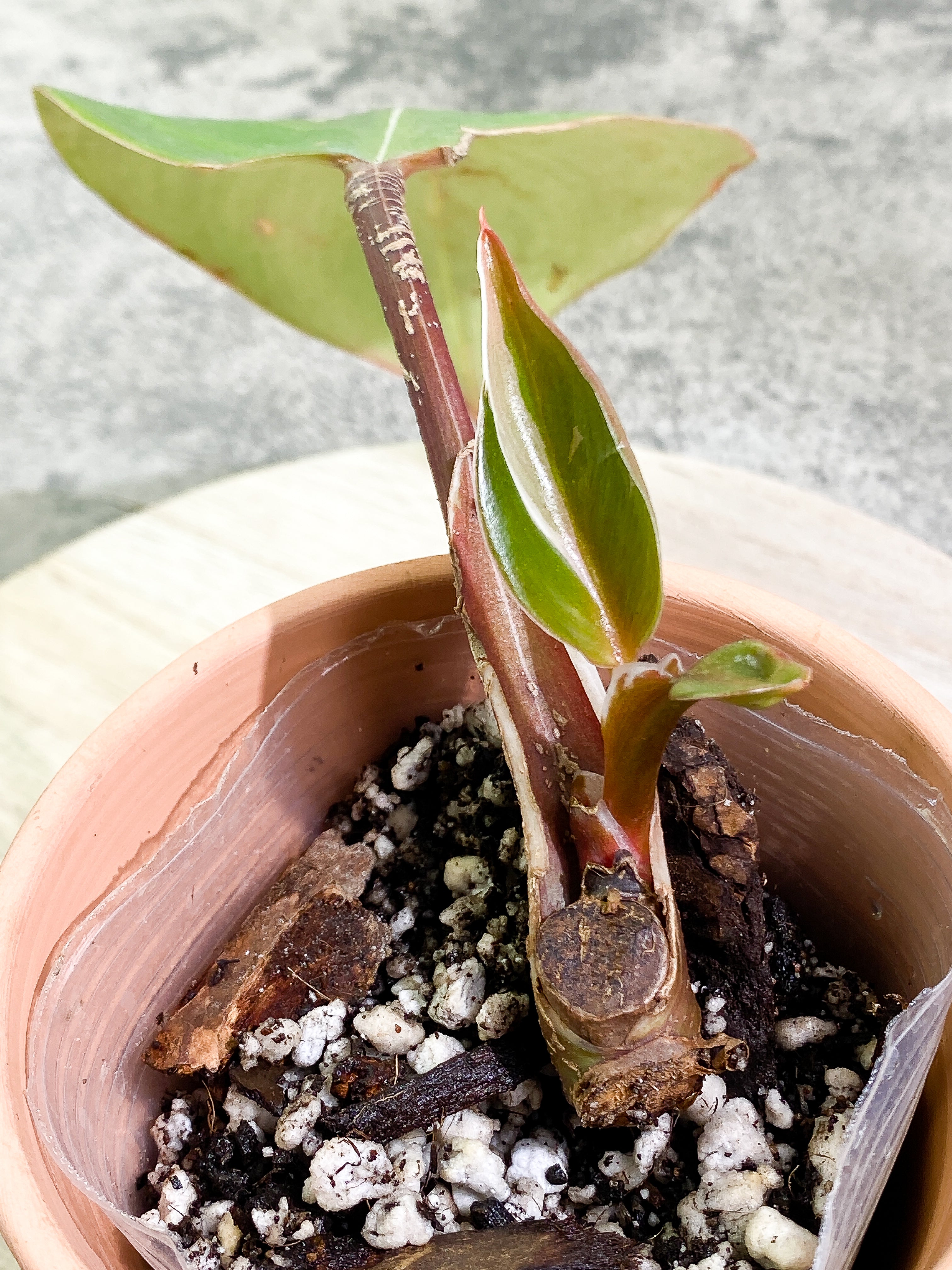 Philodendron White Knight tricolor with 3 leaves rooted
