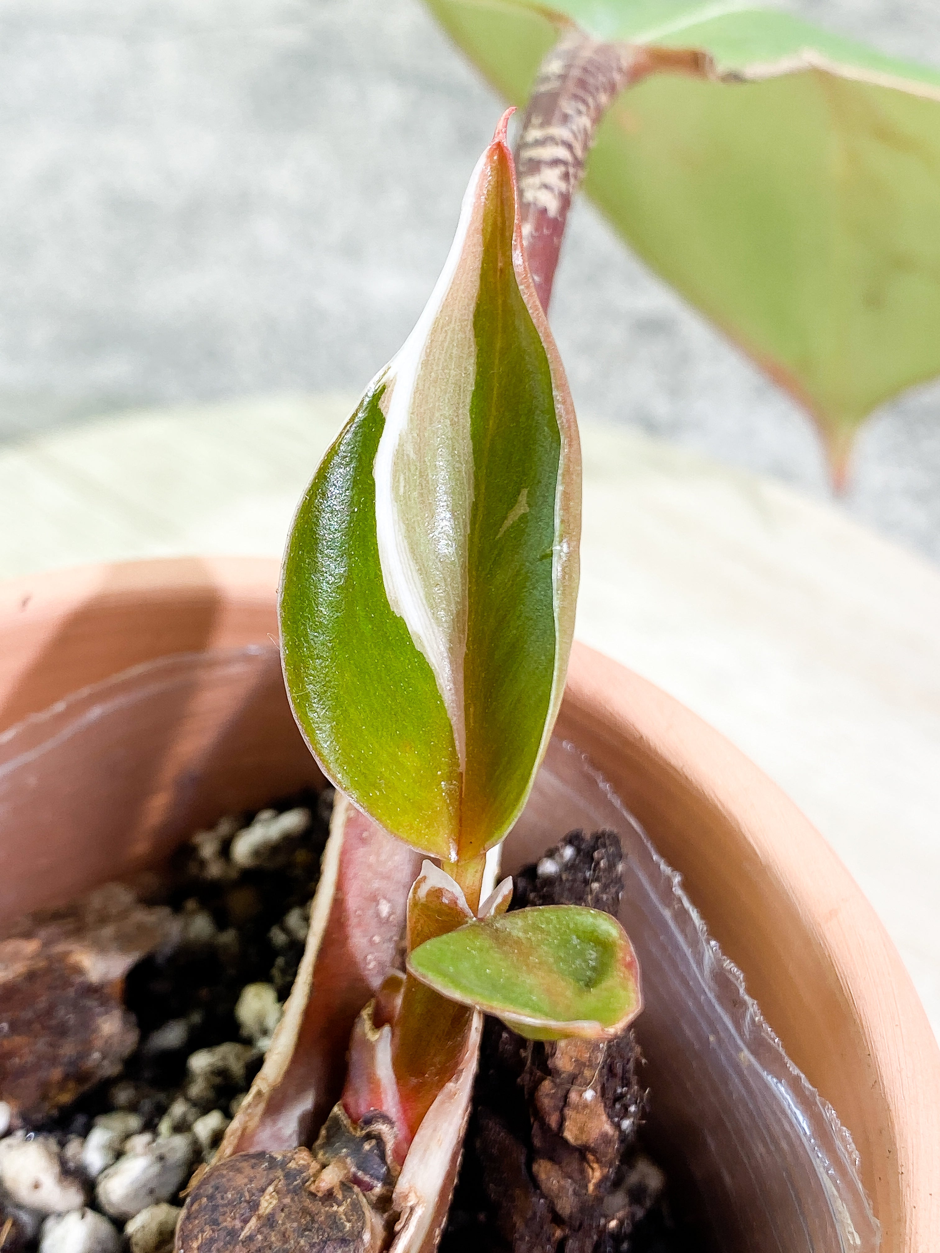 Philodendron White Knight tricolor with 3 leaves rooted