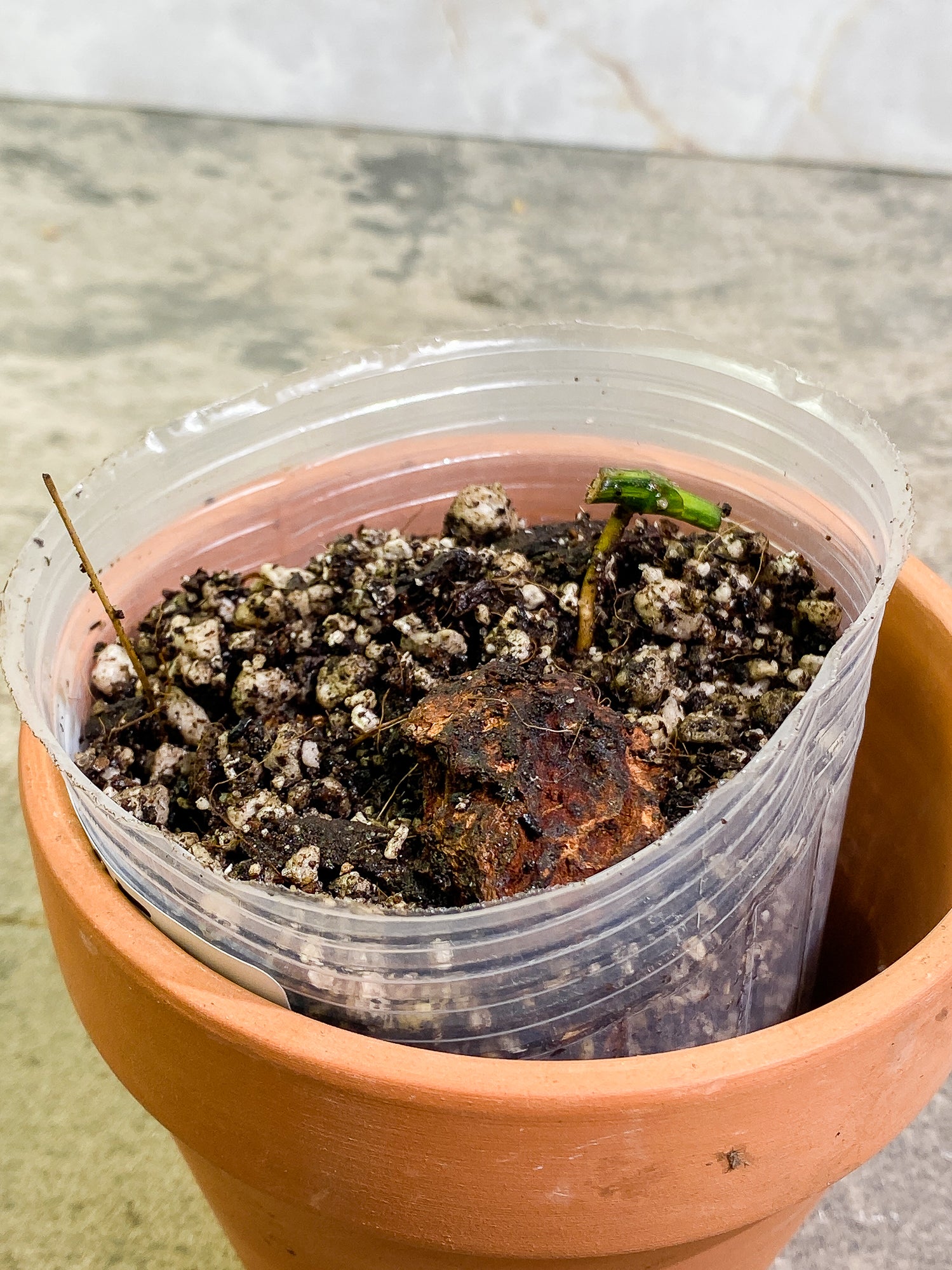 Epipremnum Amplissimum Variegated node fully rooted
