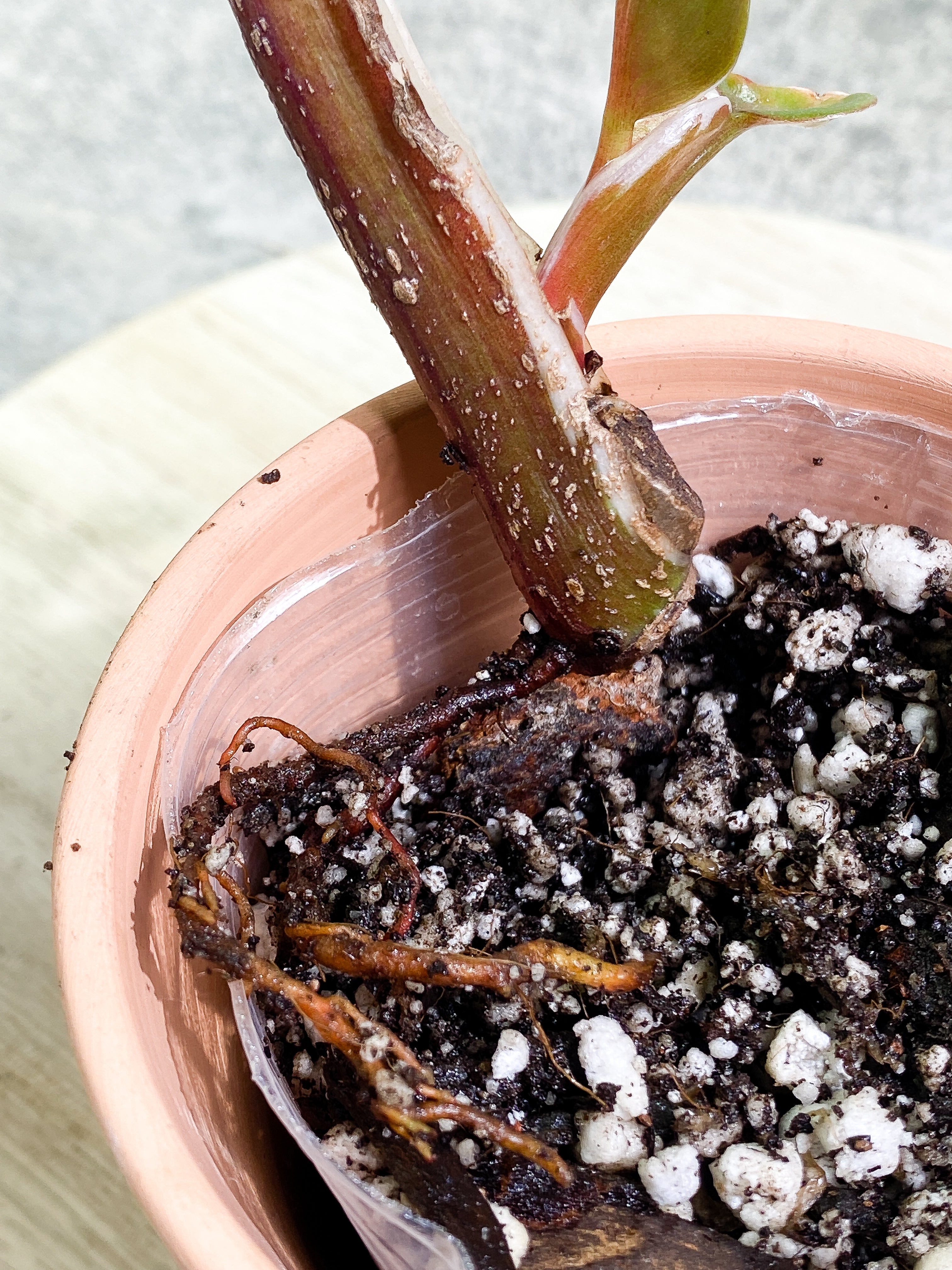 Philodendron White Knight tricolor with 3 leaves rooted