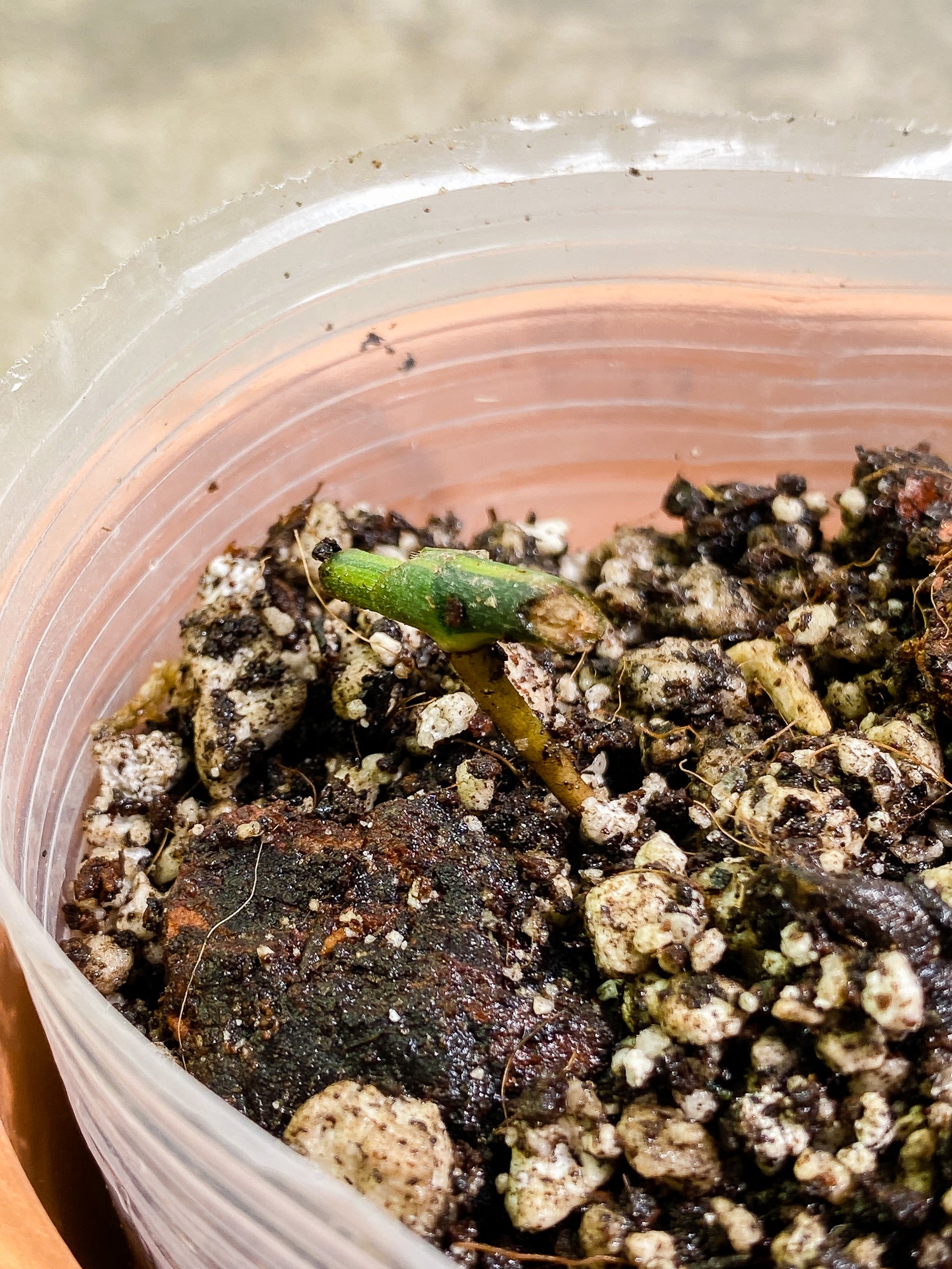 Epipremnum Amplissimum Variegated node fully rooted