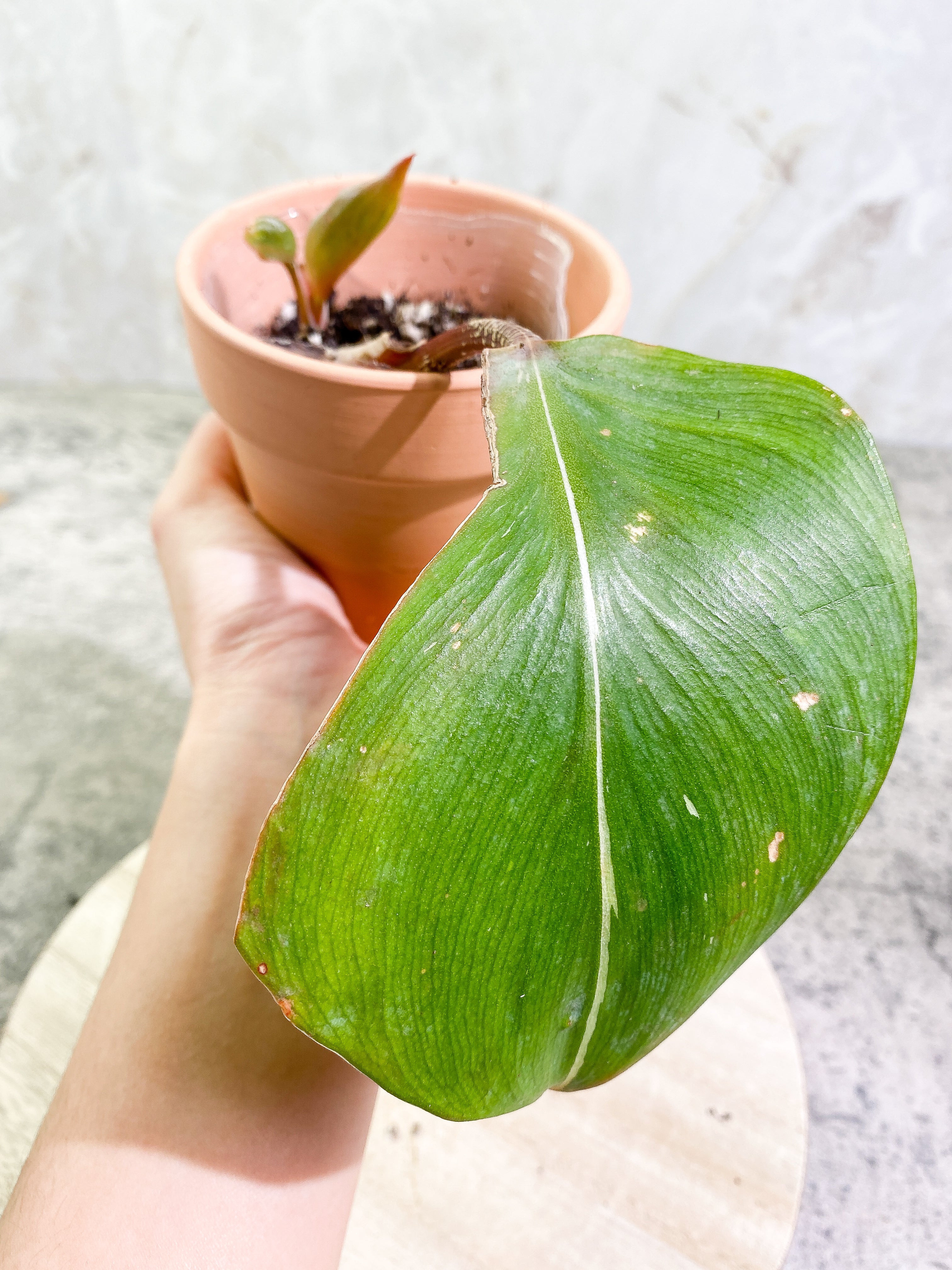 Philodendron White Knight tricolor with 3 leaves rooted