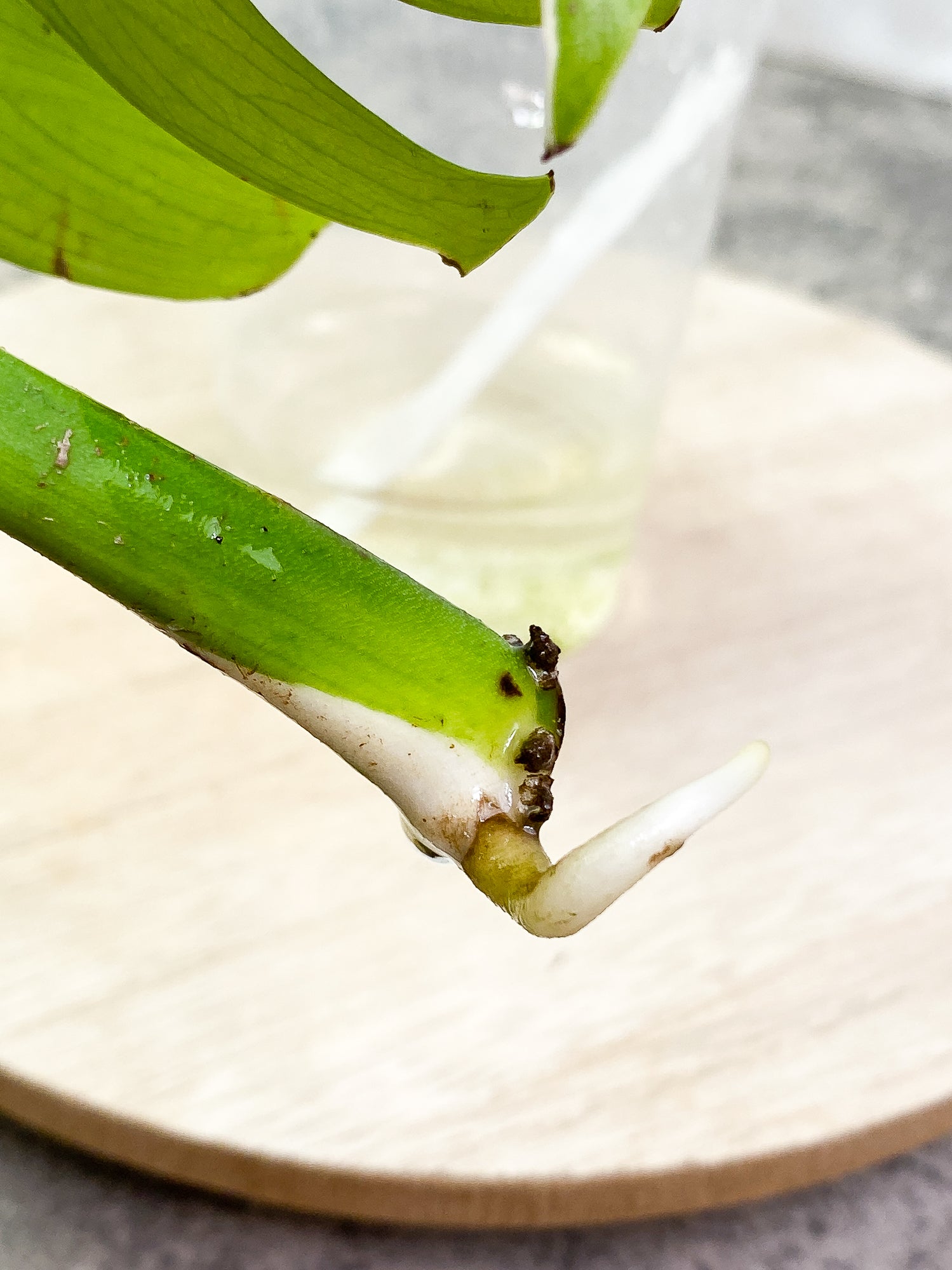 Monstera Albo Variegated, 1 leaf rooting