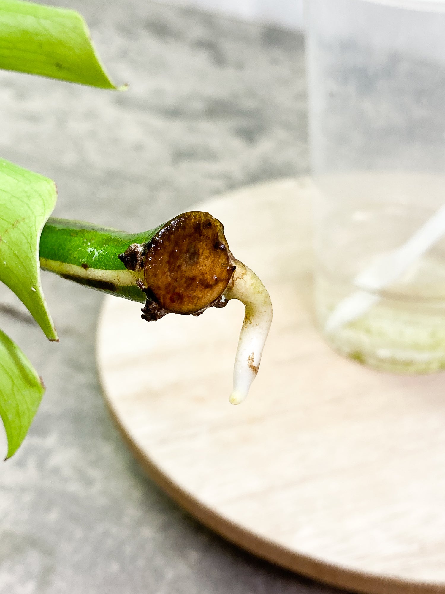 Monstera Albo Variegated, 1 leaf rooting