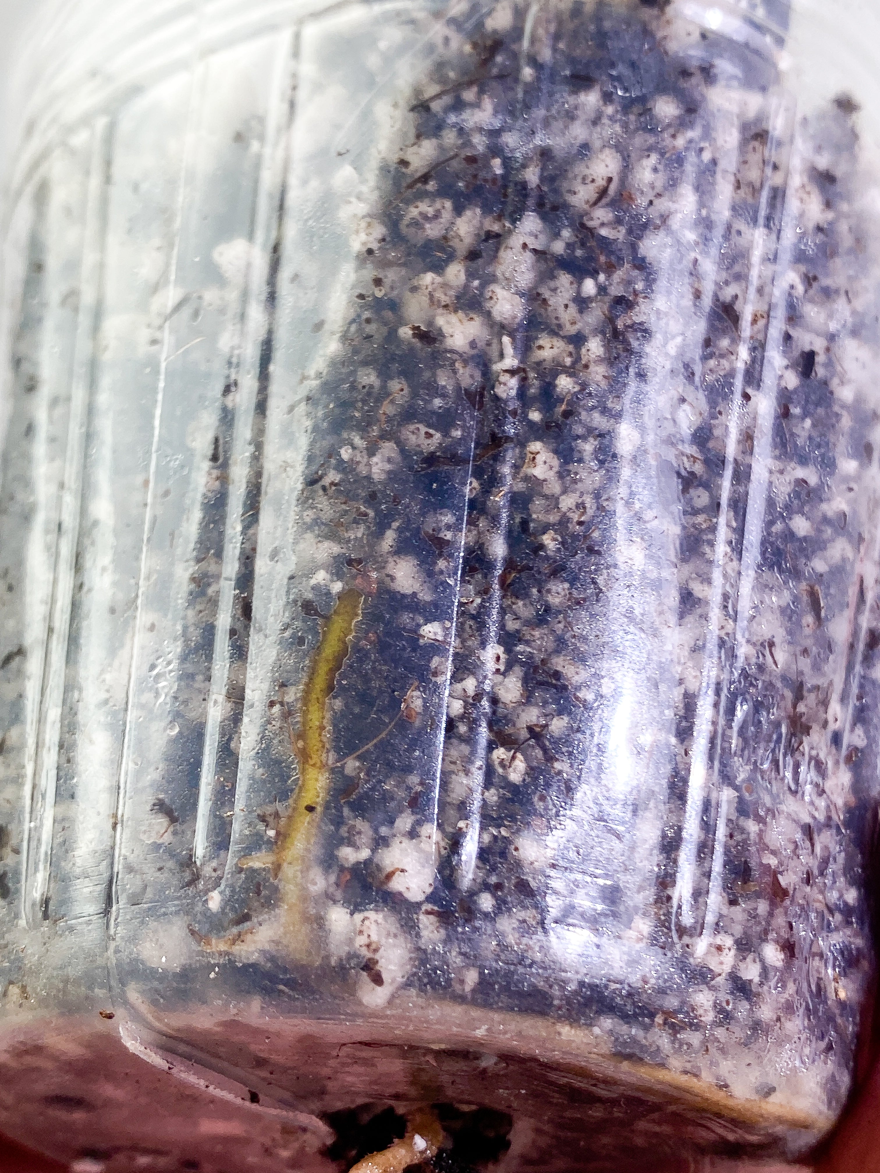 Philodendron Gigas sprout rooted