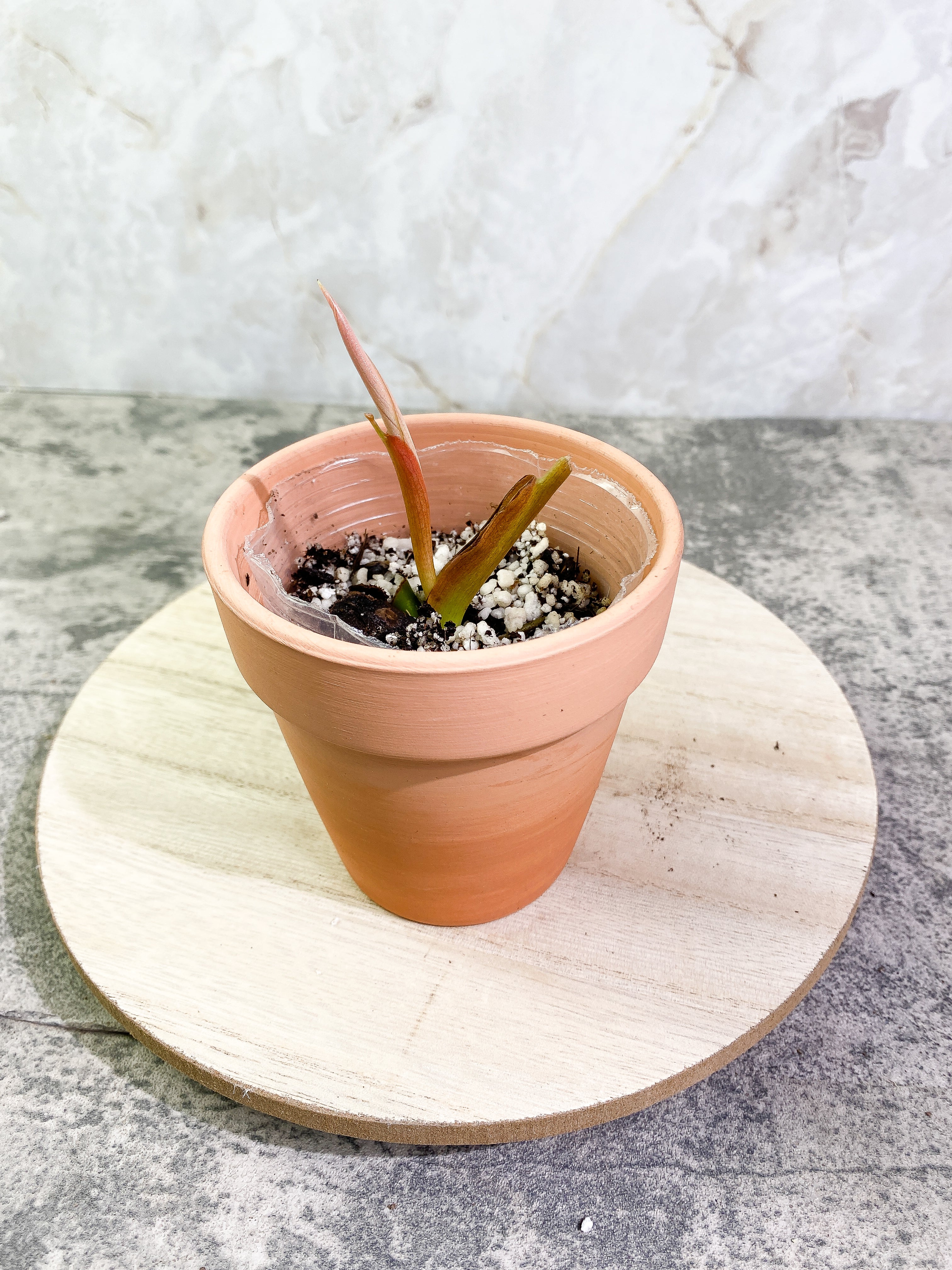 Philodendron Gigas sprout rooted