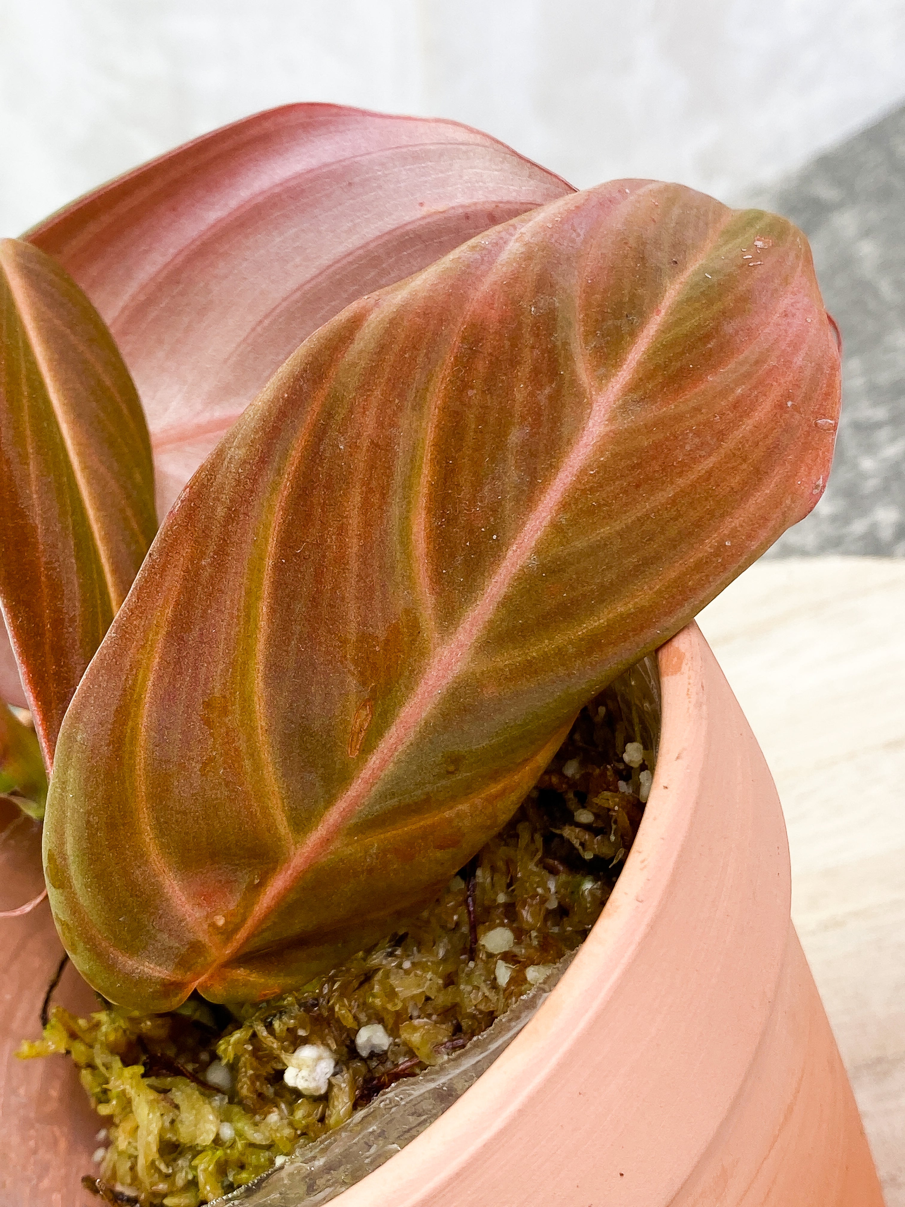 Philodendron Gigas with 4 leaves that is rooted
