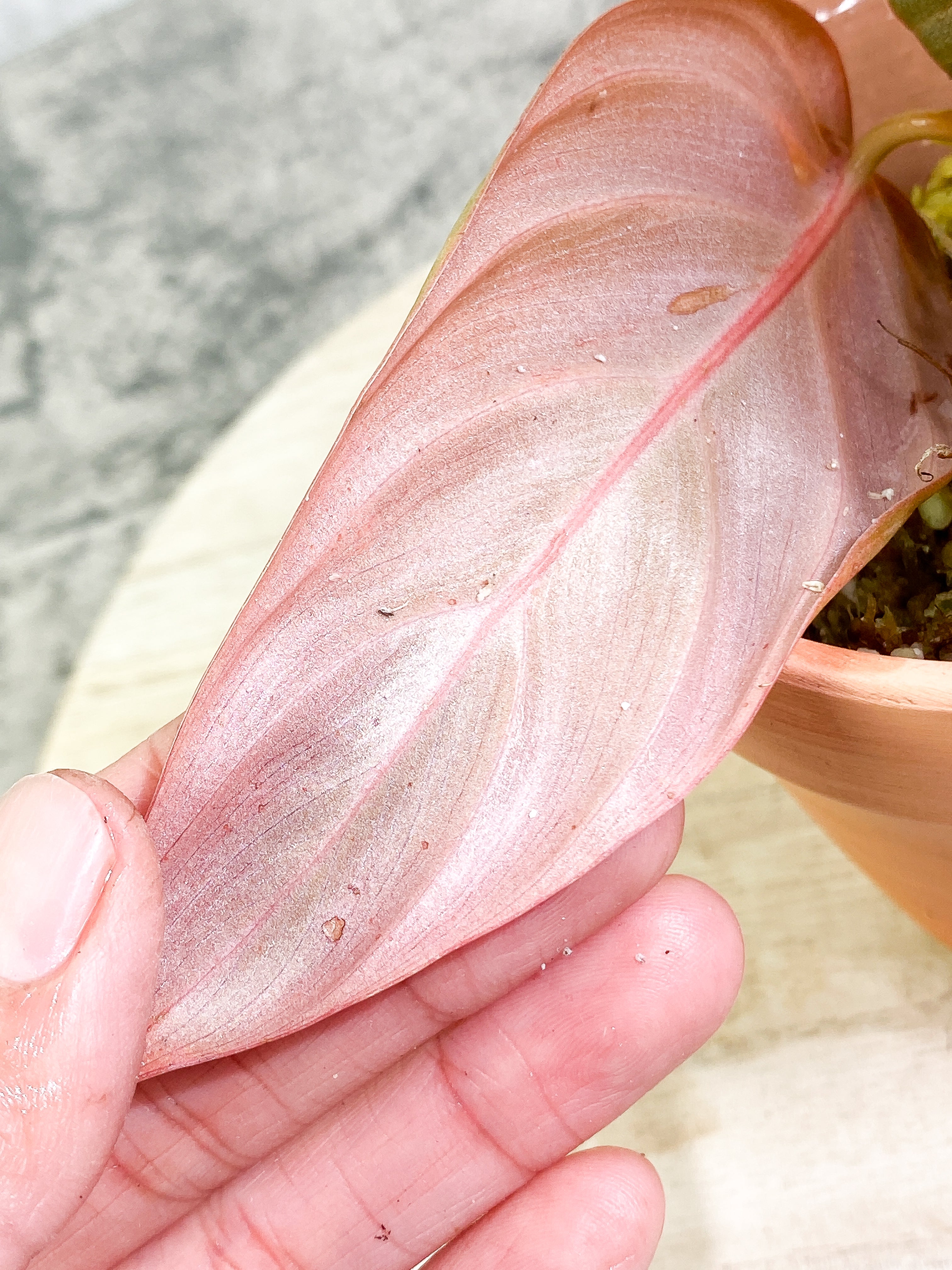Philodendron Gigas with 4 leaves that is rooted