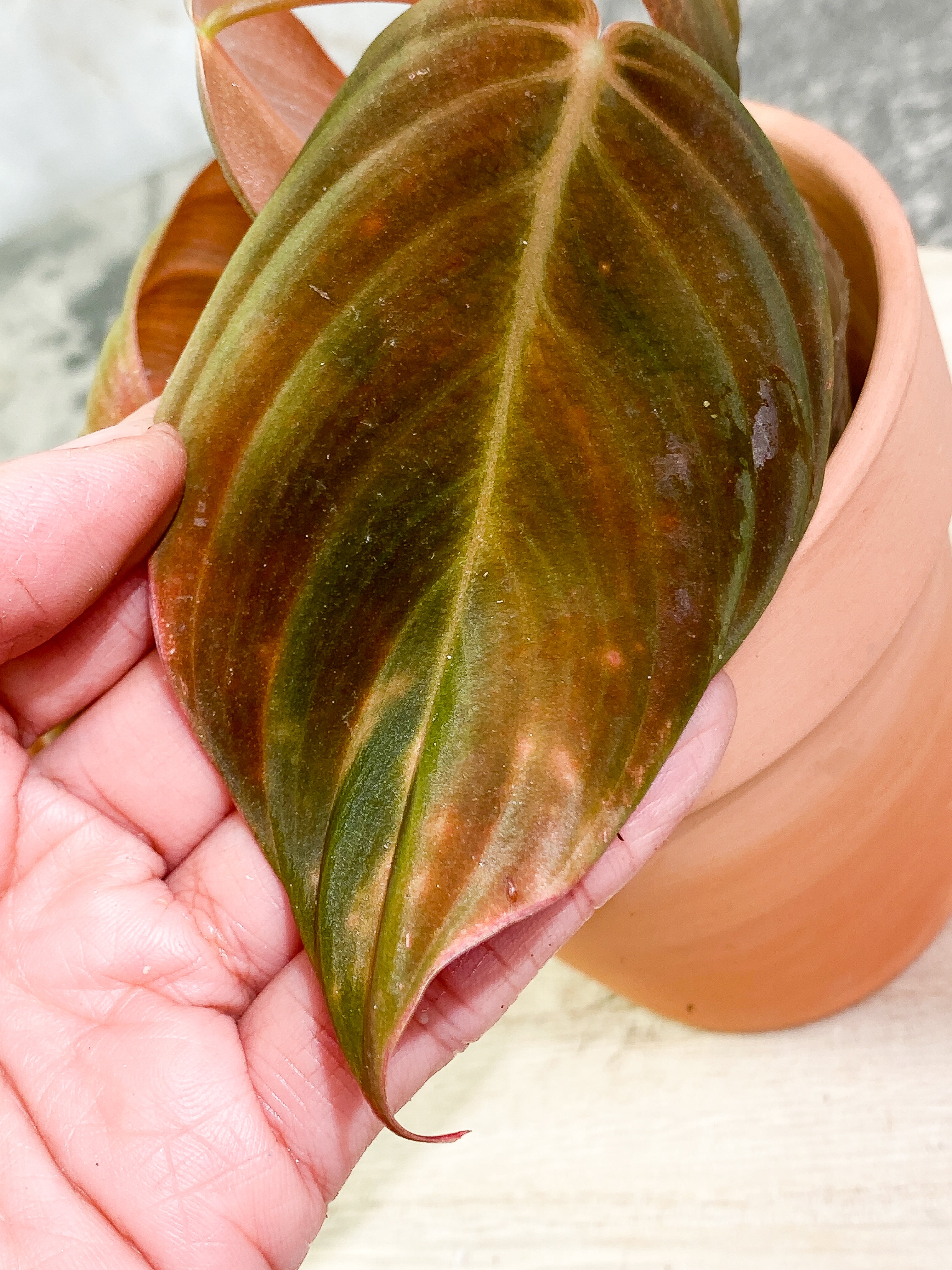 Philodendron Gigas with 4 leaves that is rooted