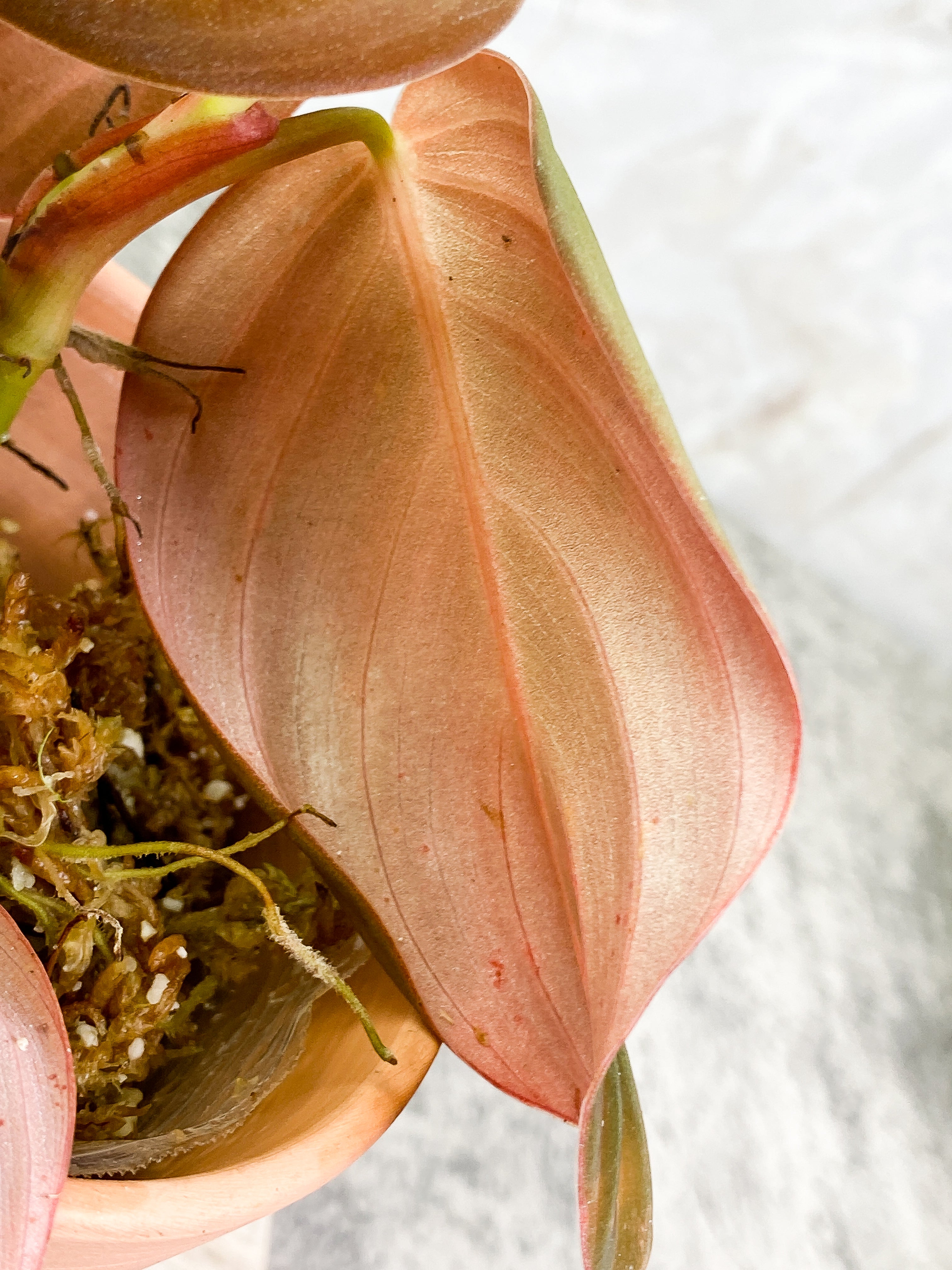 Philodendron Gigas with 4 leaves that is rooted