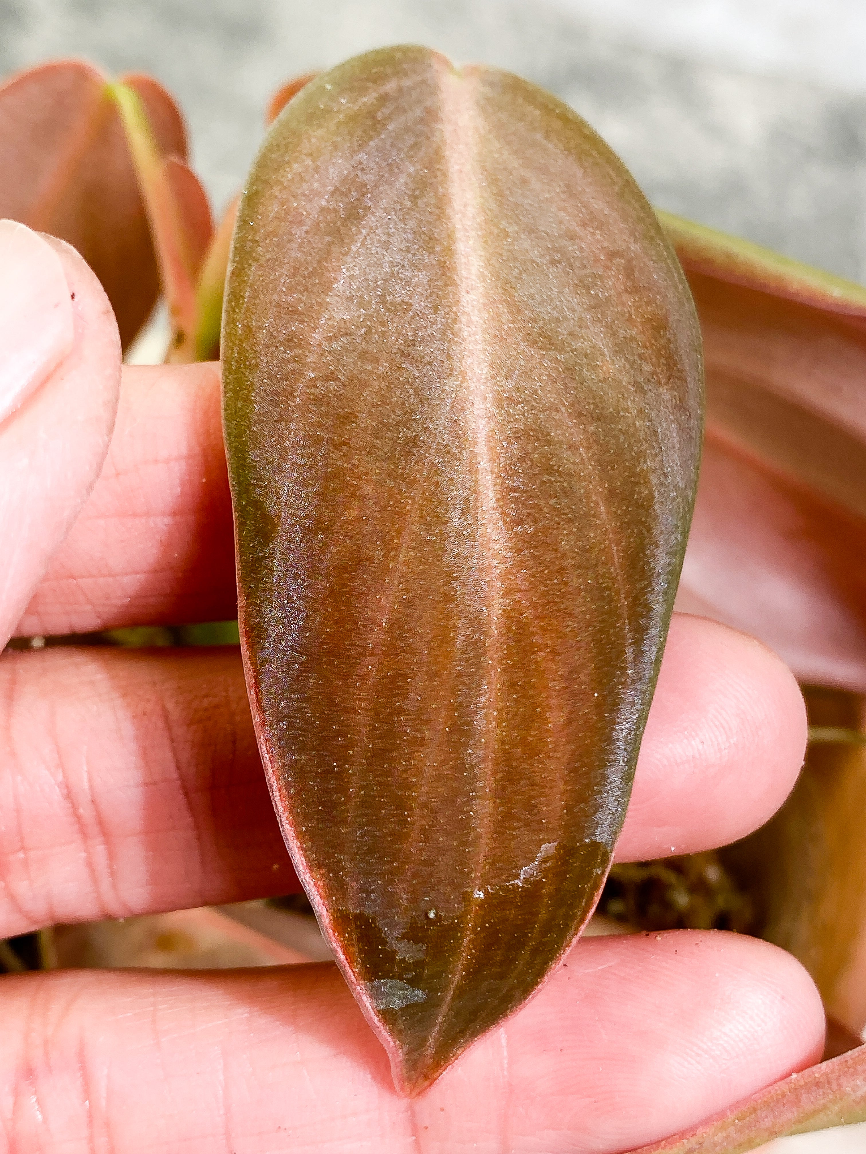 Philodendron Gigas with 4 leaves that is rooted