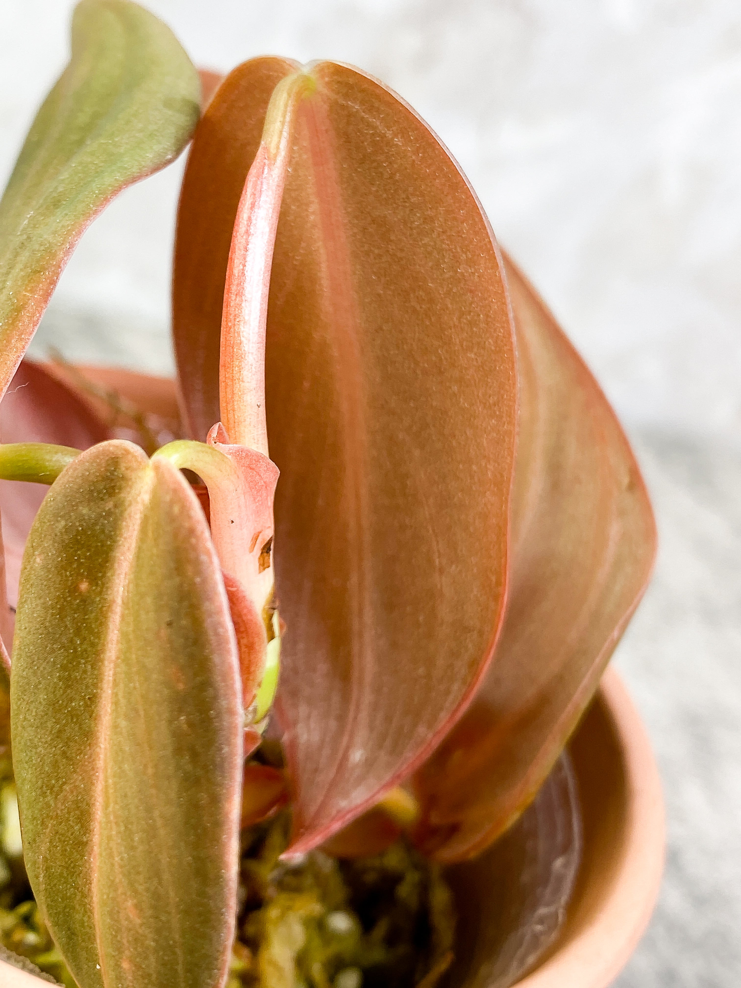 Philodendron Gigas with 4 leaves that is rooted