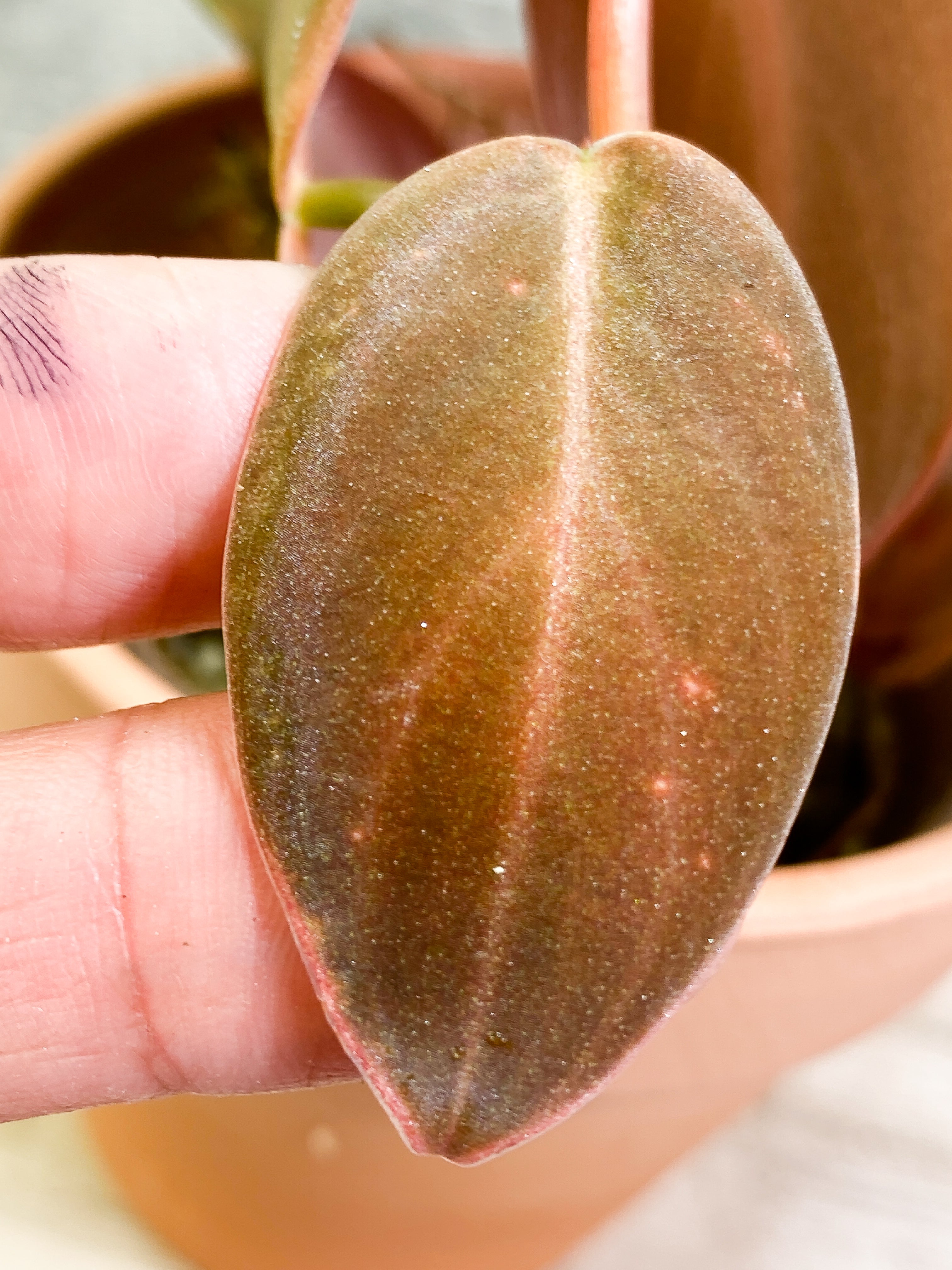 Philodendron Gigas with 4 leaves that is rooted