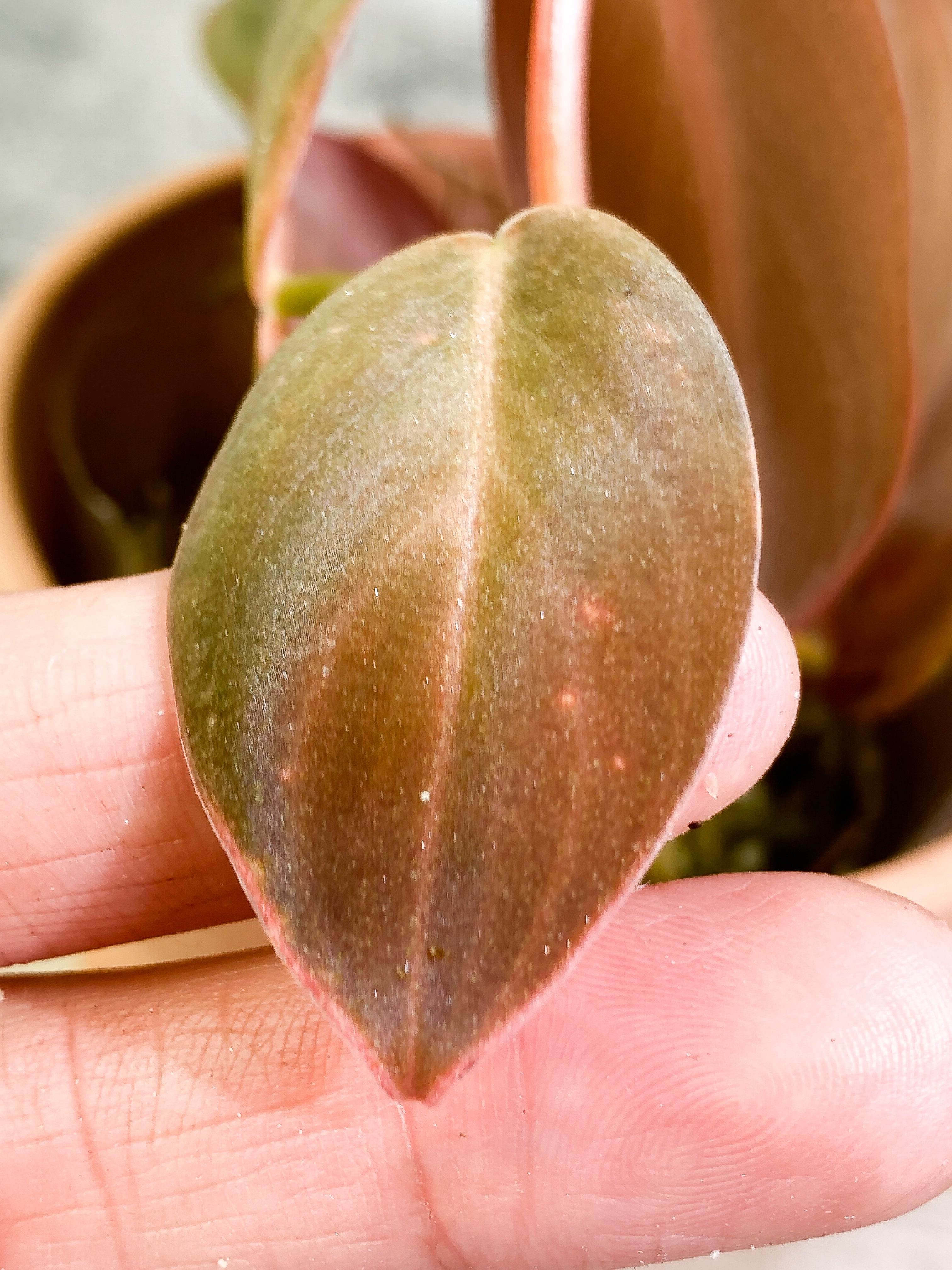 Philodendron Gigas with 4 leaves that is rooted