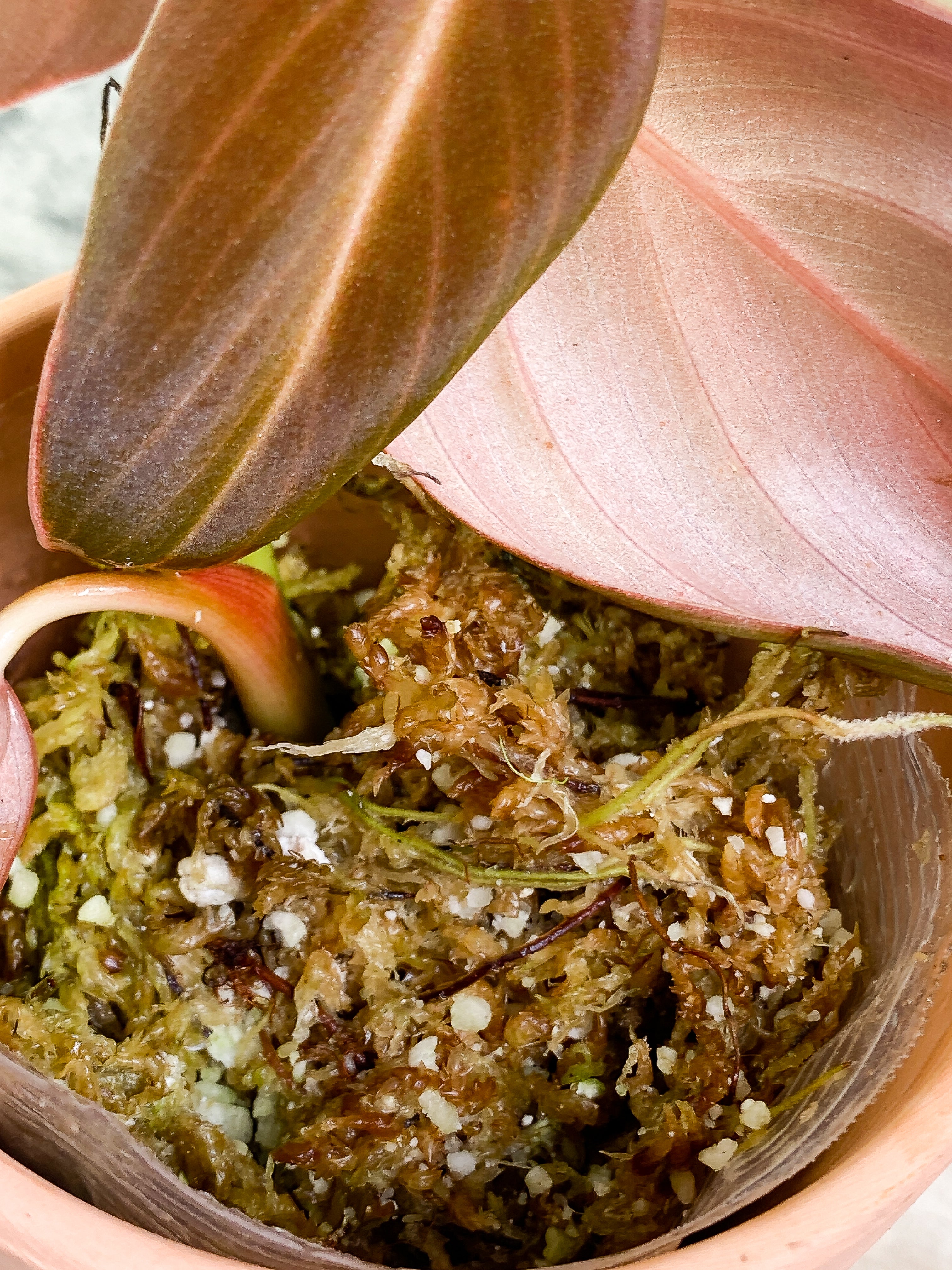 Philodendron Gigas with 4 leaves that is rooted