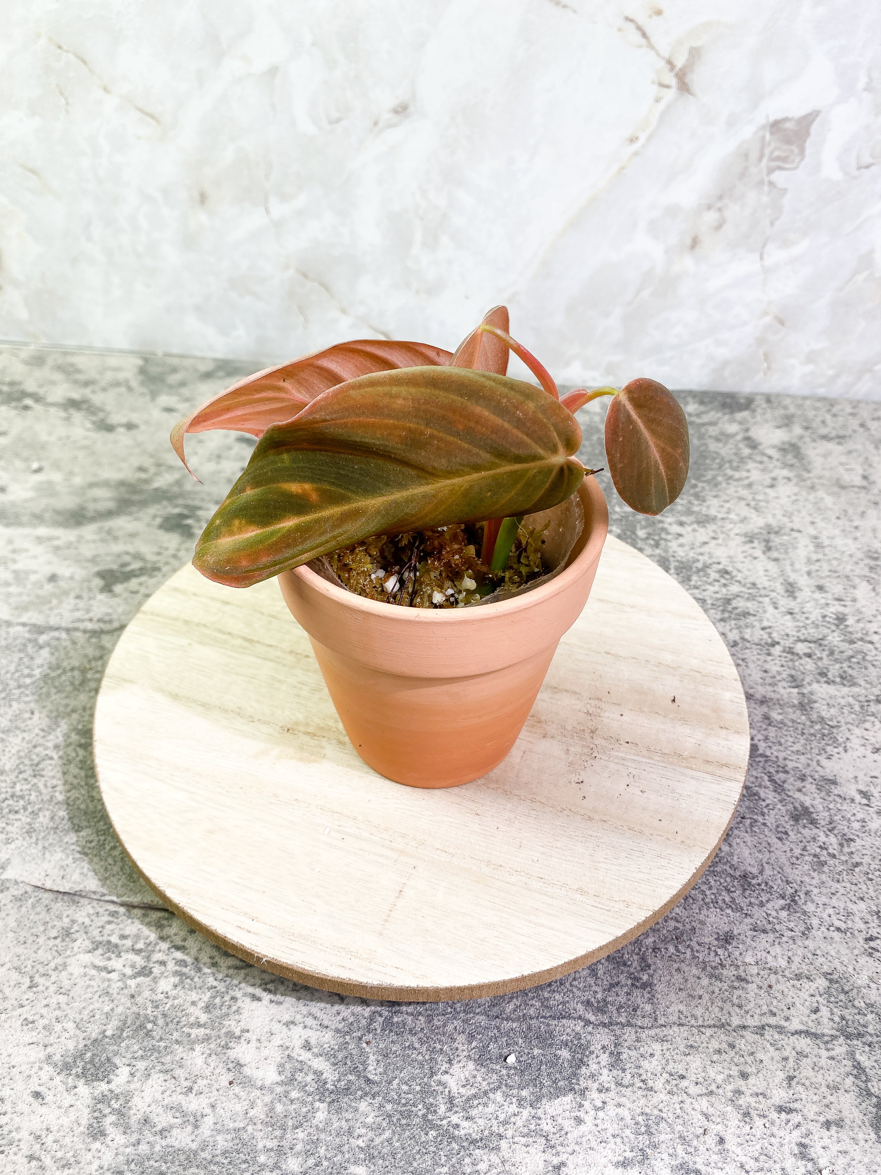 Philodendron Gigas with 4 leaves that is rooted
