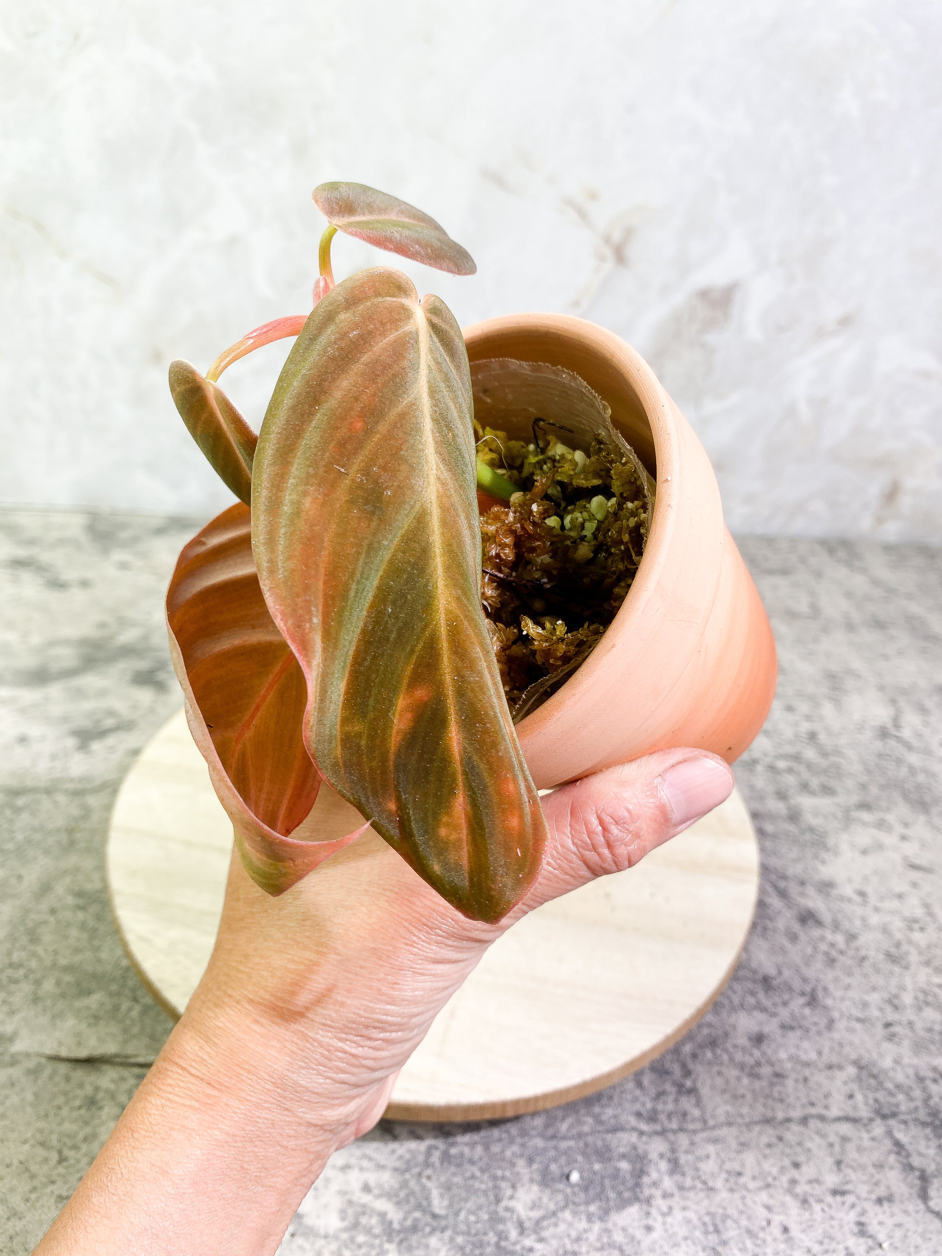 Philodendron Gigas with 4 leaves that is rooted