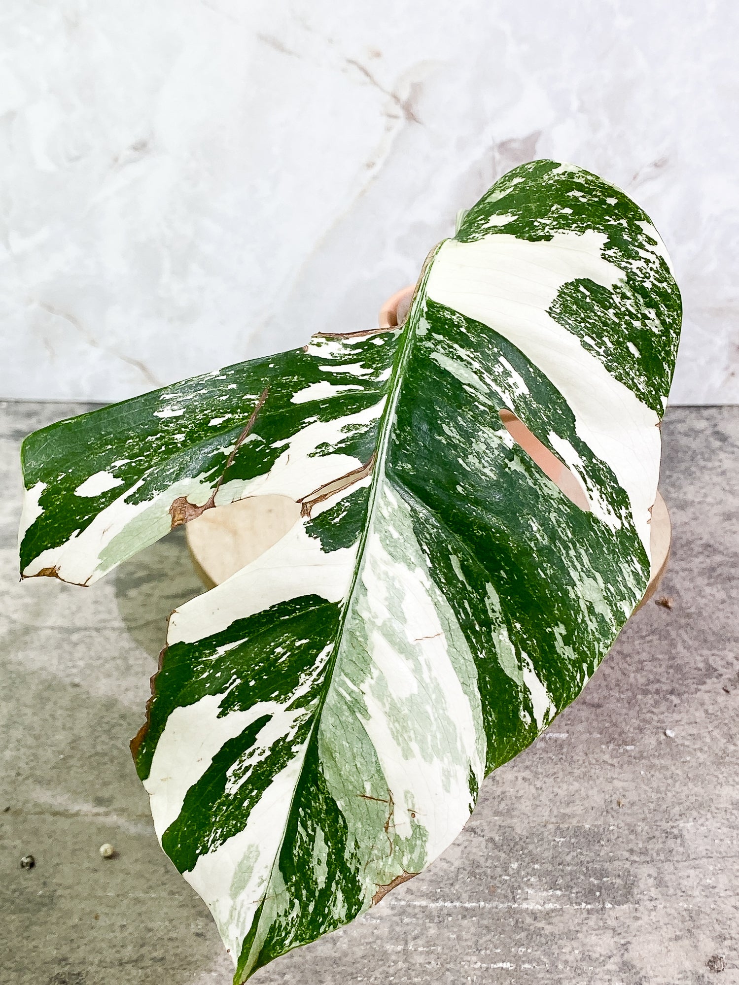 Monstera Albo Variegated 1leaf 1sprout rooted