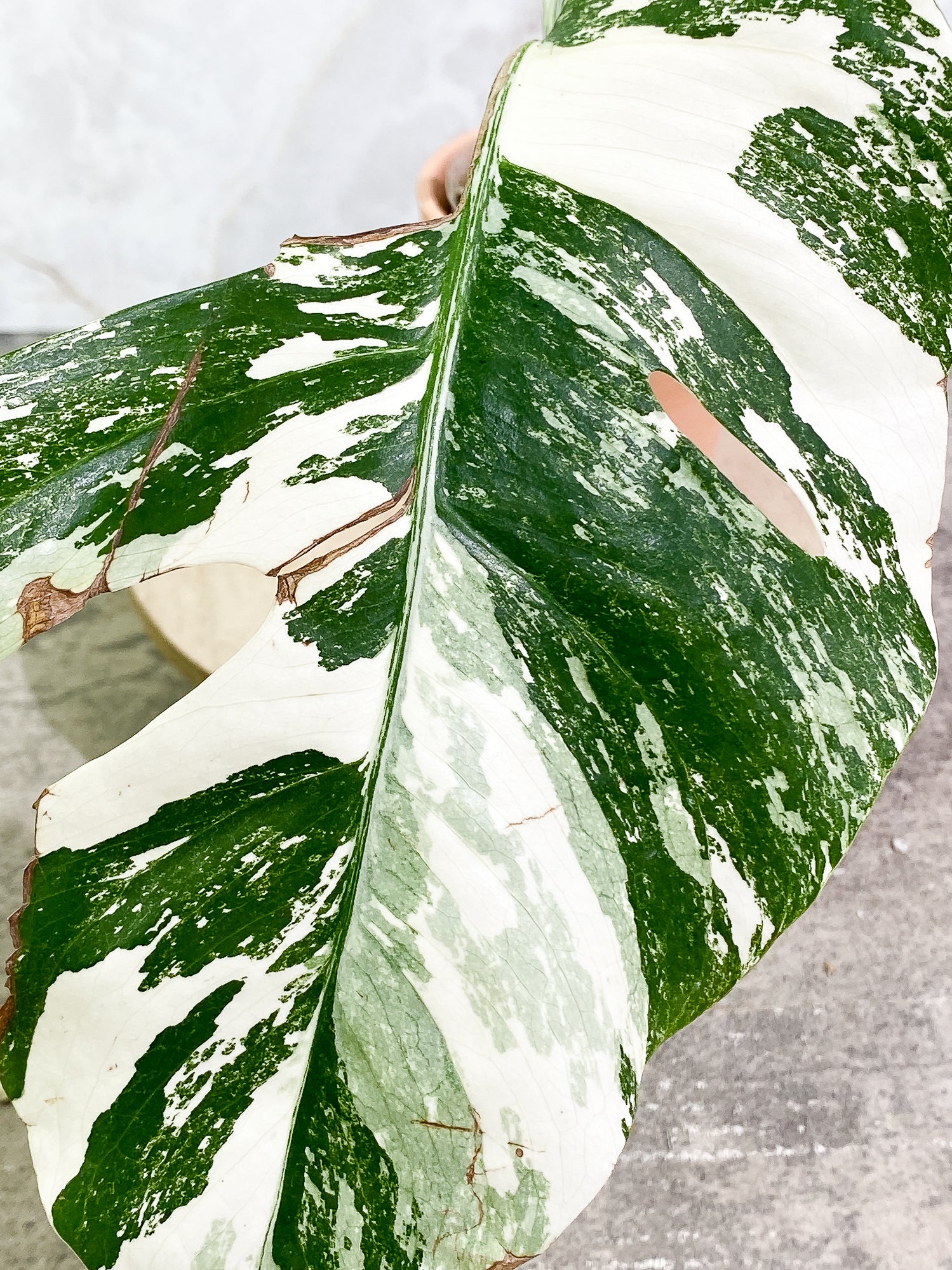 Monstera Albo Variegated 1leaf 1sprout rooted