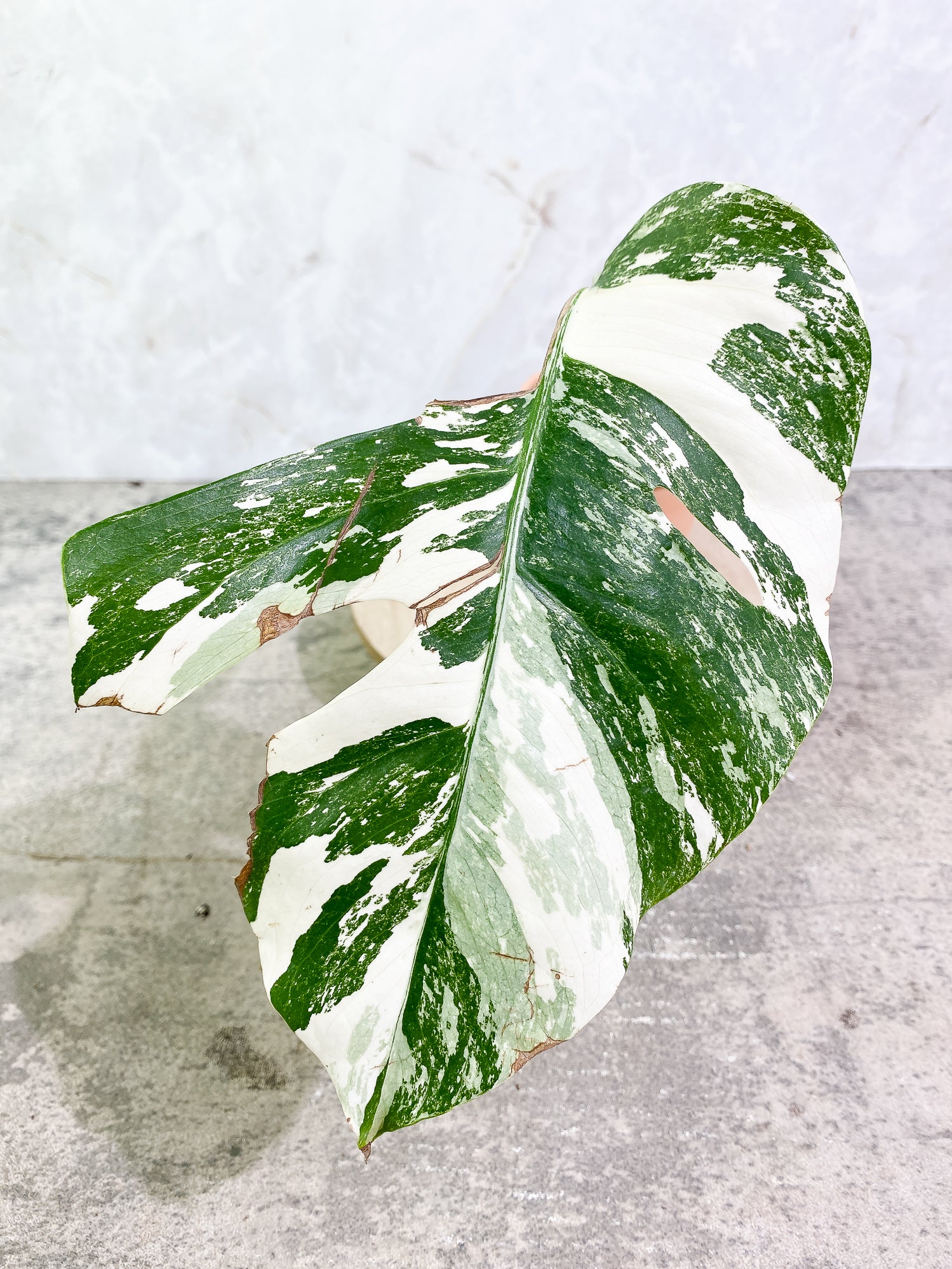 Monstera Albo Variegated 1leaf 1sprout rooted