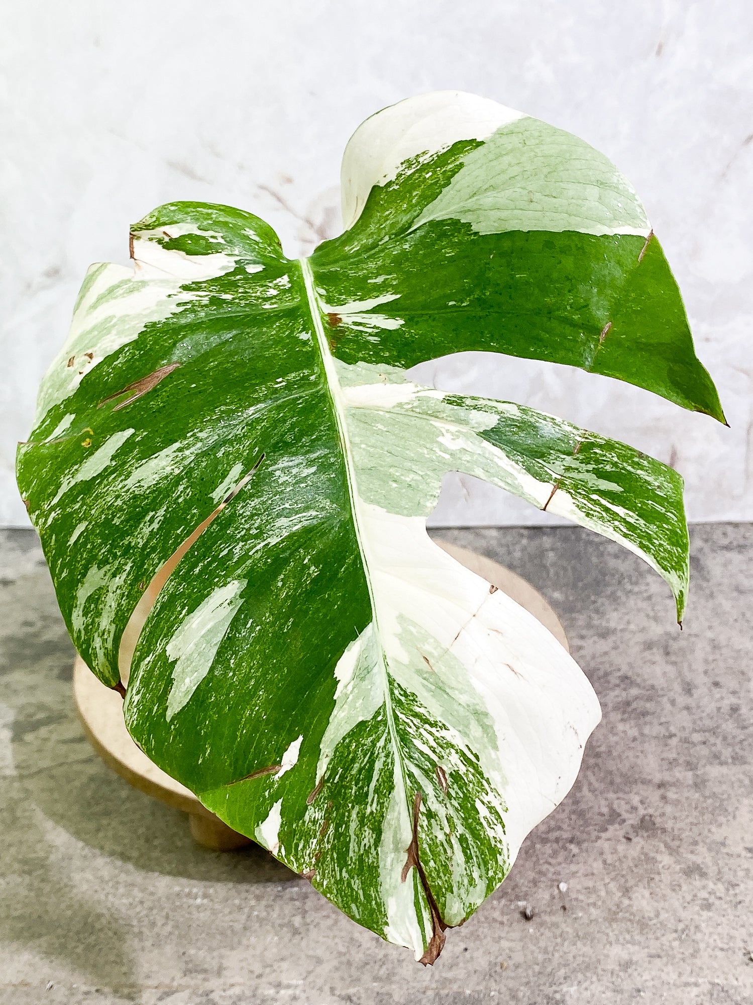 Monstera Albo Variegated 1leaf slightly rooted