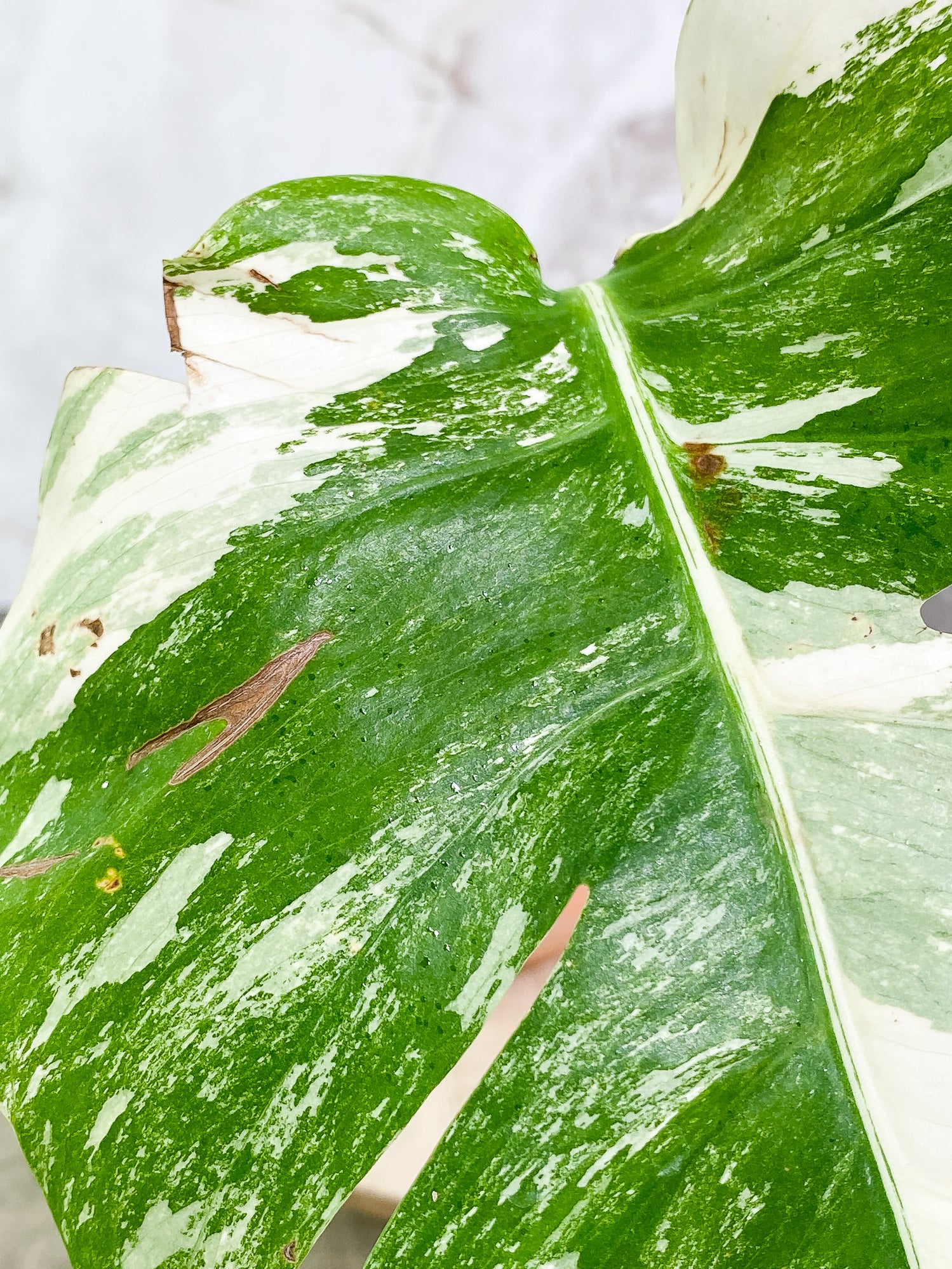 Monstera Albo Variegated 1leaf slightly rooted