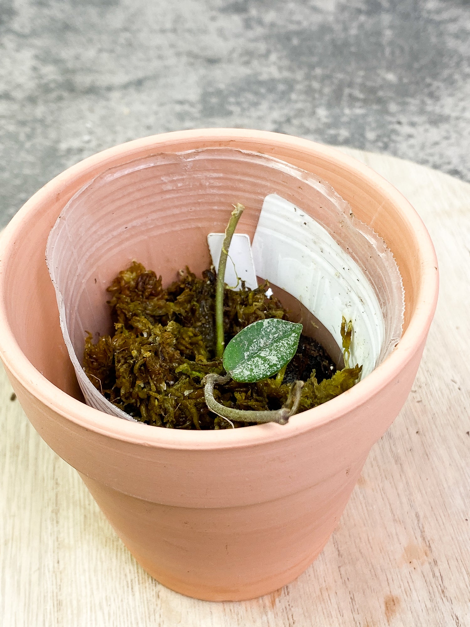 Hoya Wilbur Graves 1 leaf rooting
