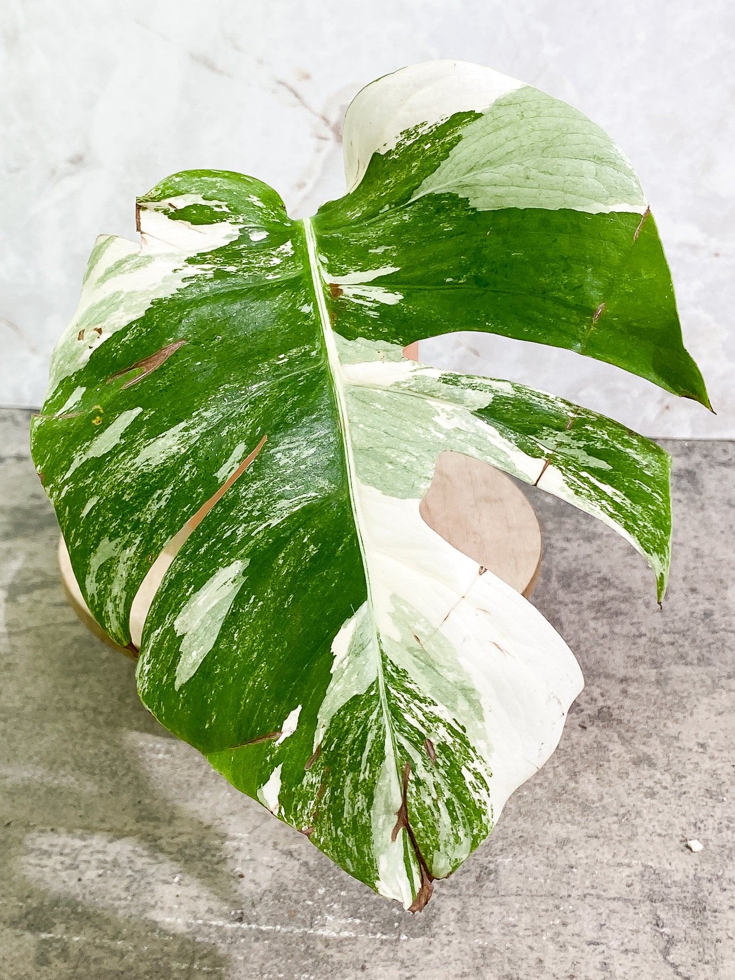 Monstera Albo Variegated 1leaf slightly rooted