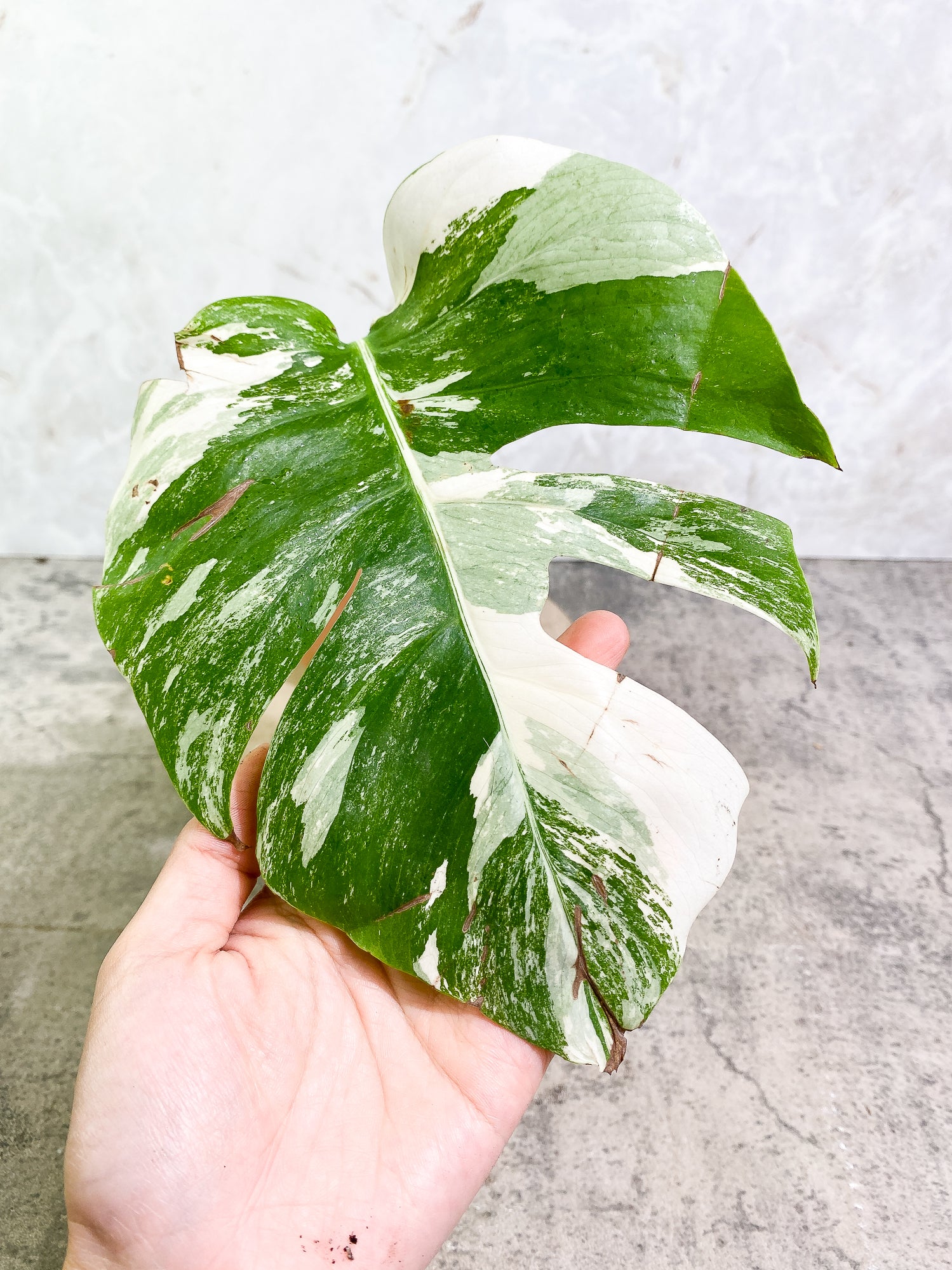 Monstera Albo Variegated 1leaf slightly rooted