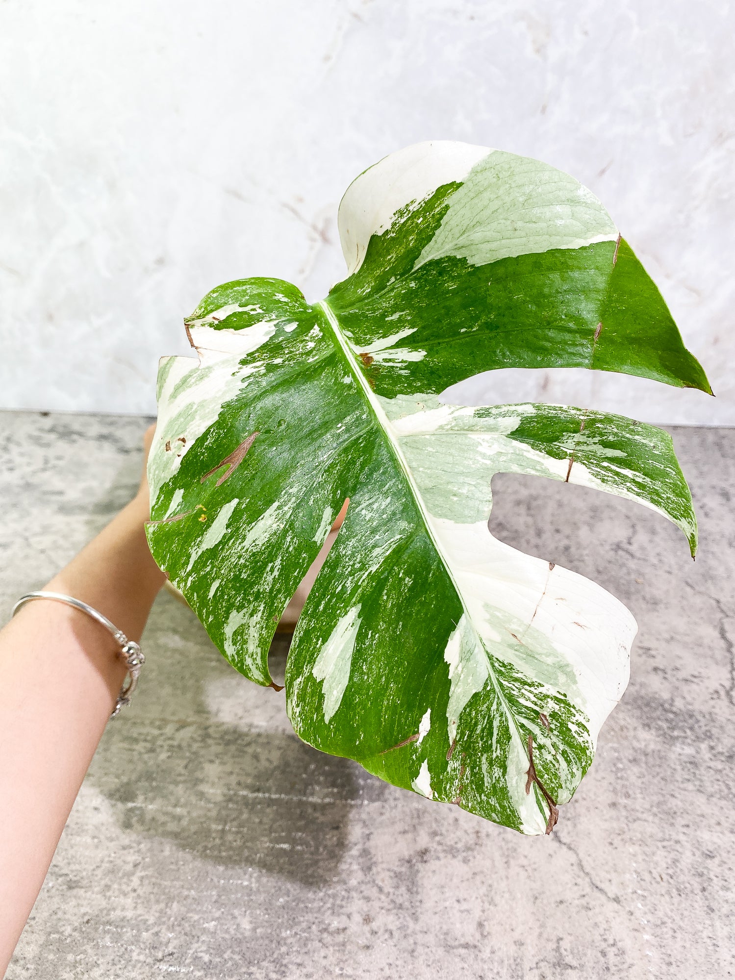 Monstera Albo Variegated 1leaf slightly rooted